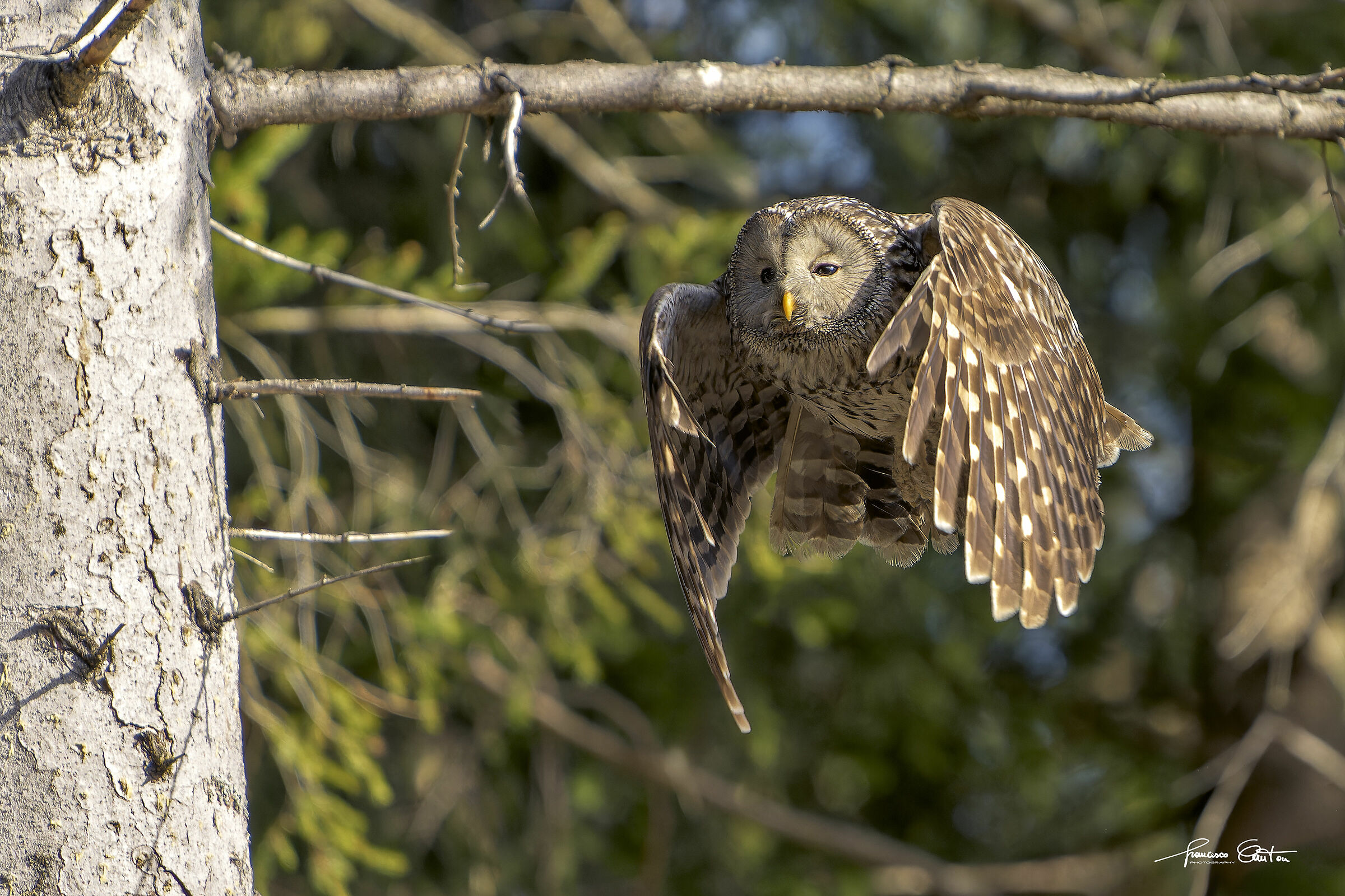 Ural Owl