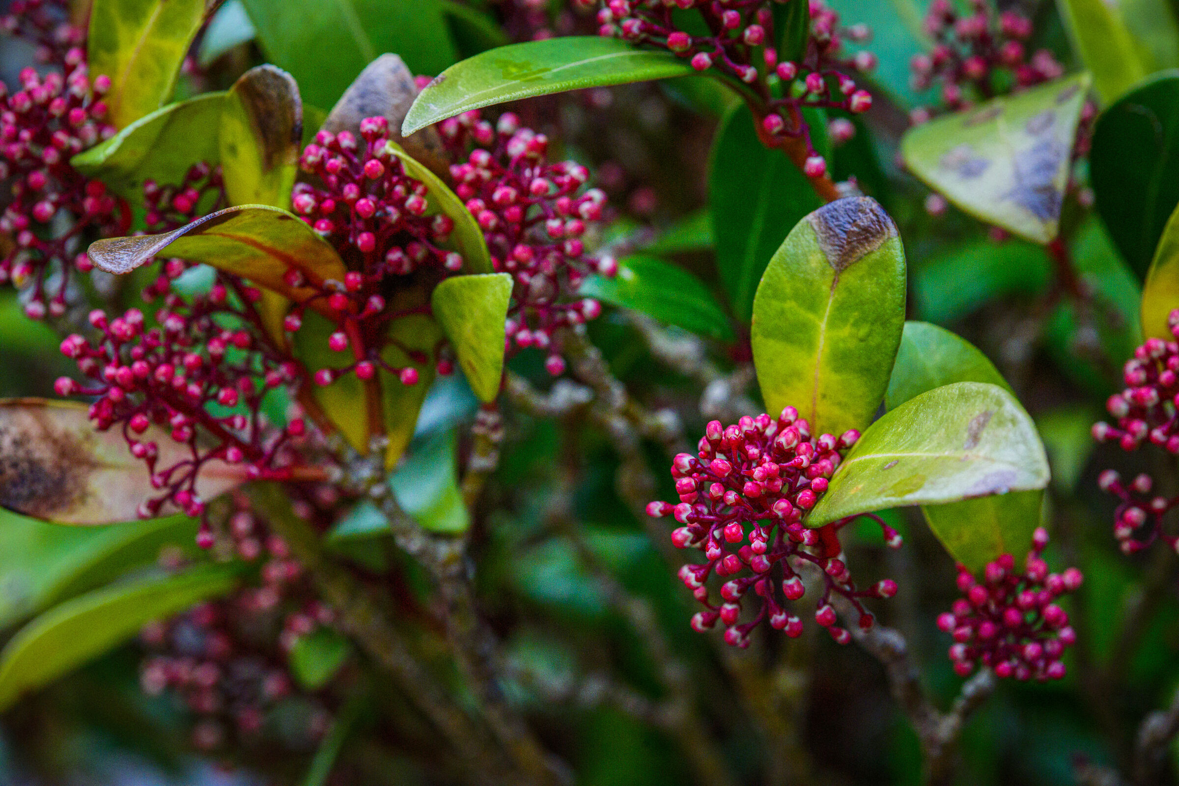Skimmia
