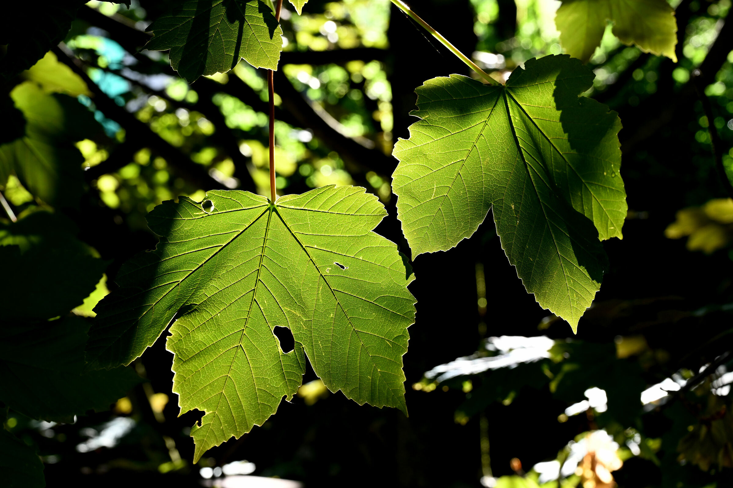 foglie gelso