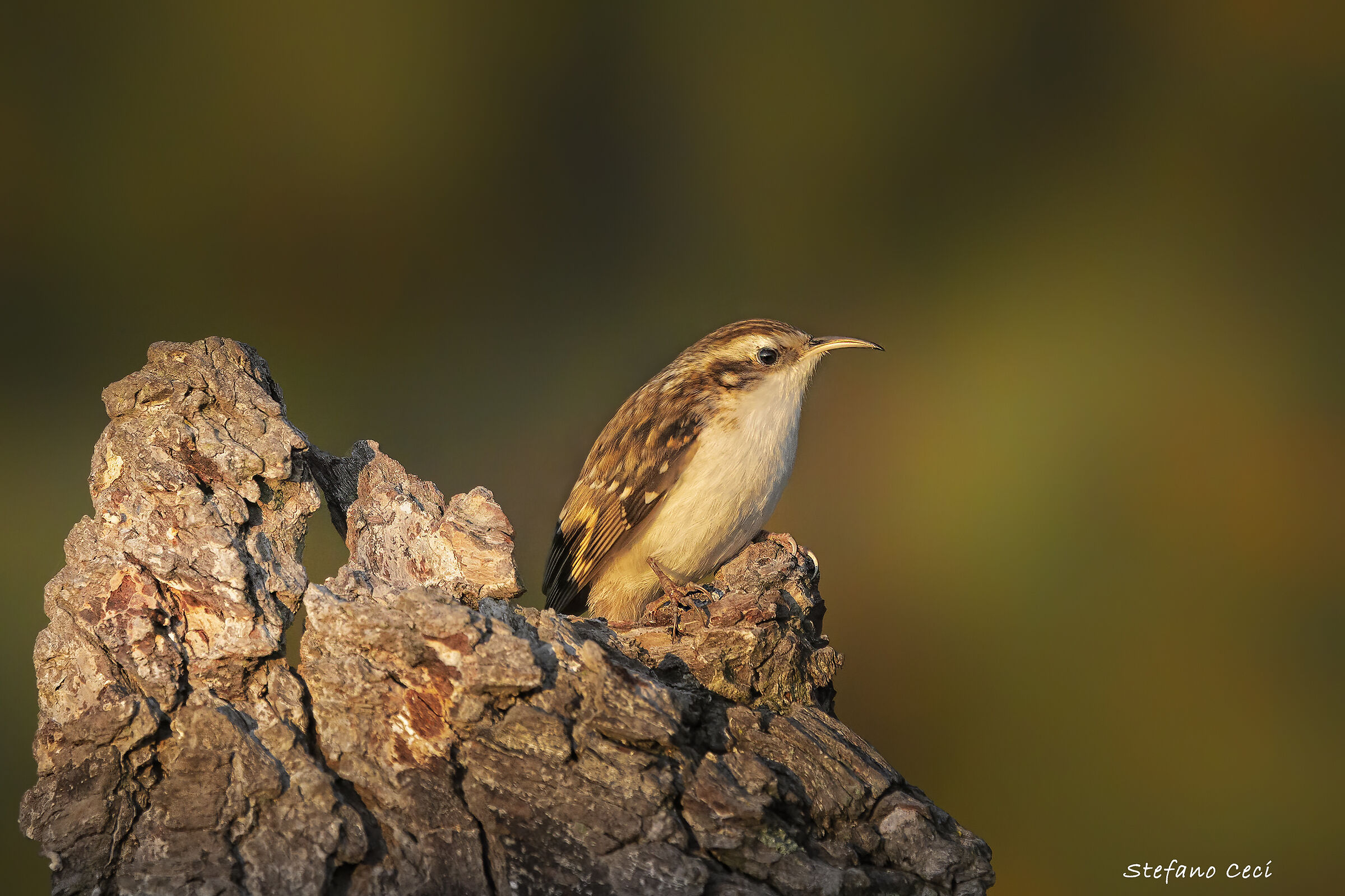 Alpine Climbing Screezer