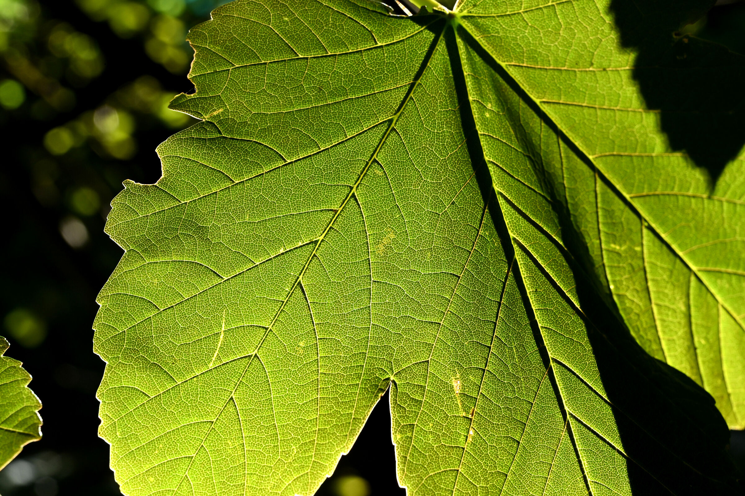 foglie gelso
