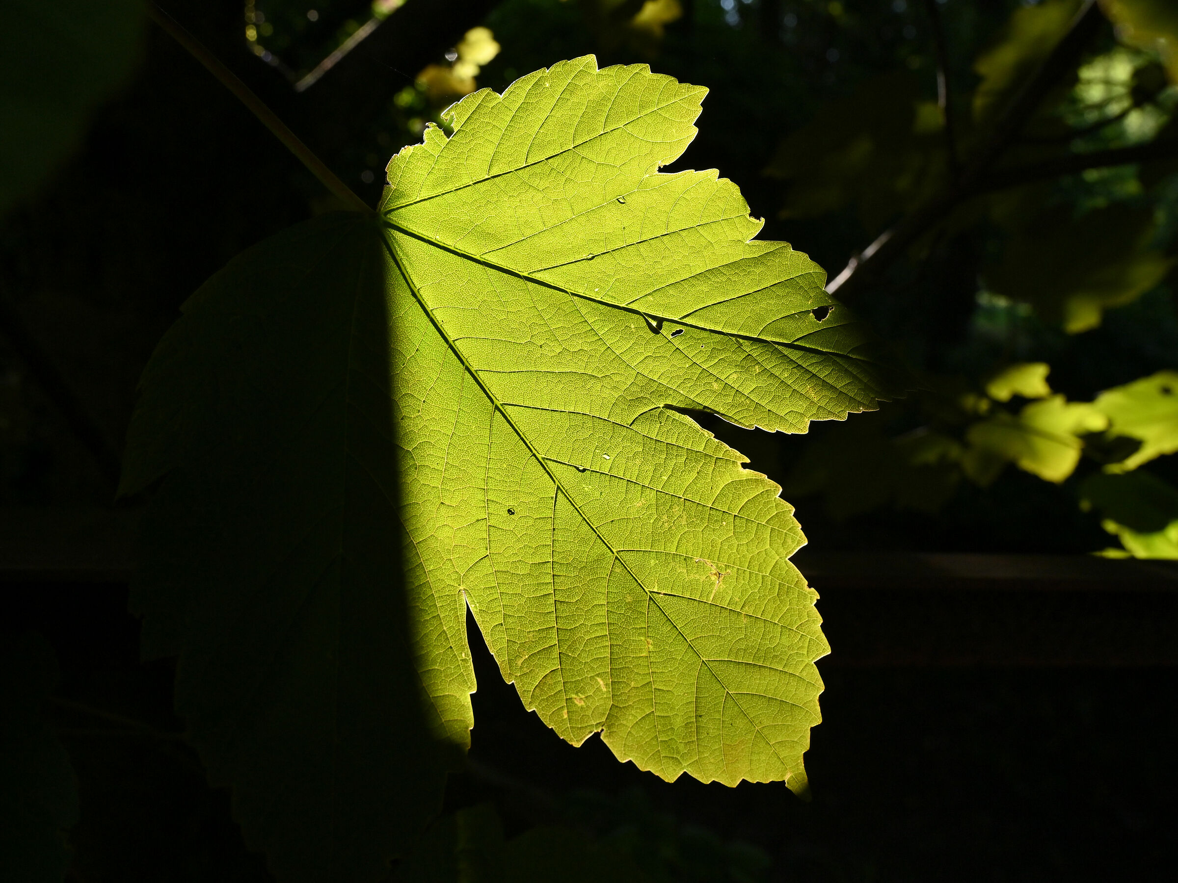 foglie gelso