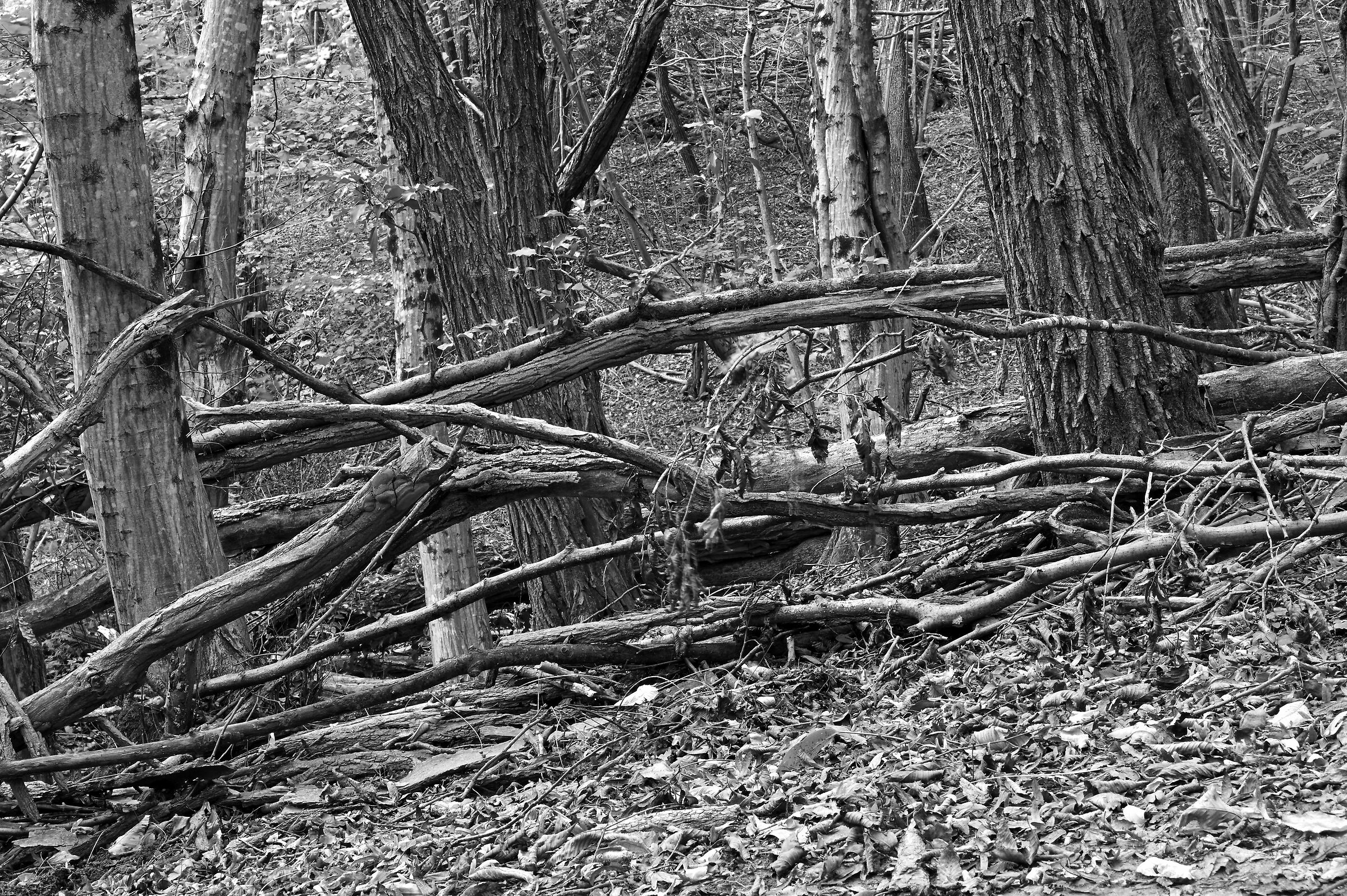 Alberi Carso Triestino