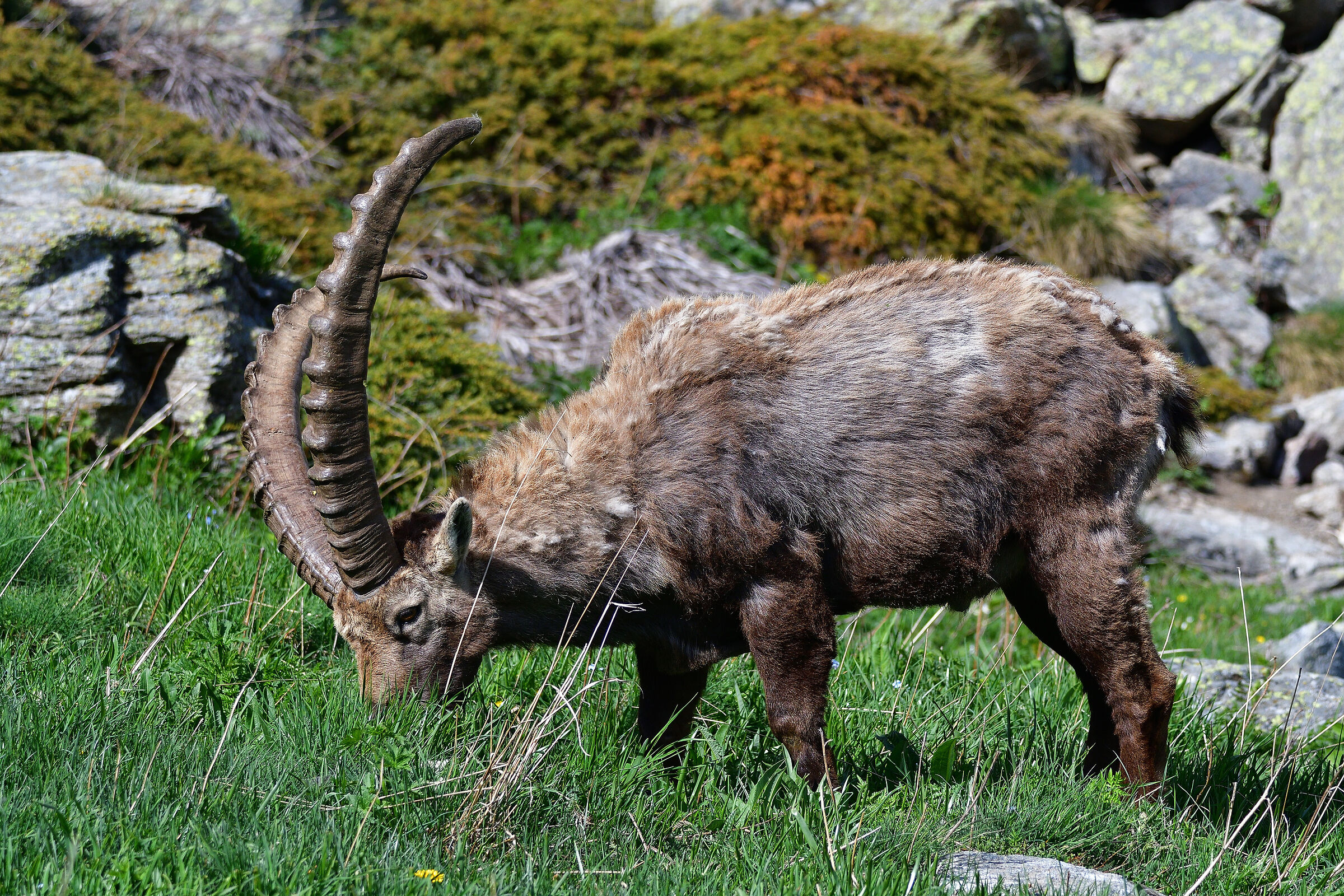 Goat ibex