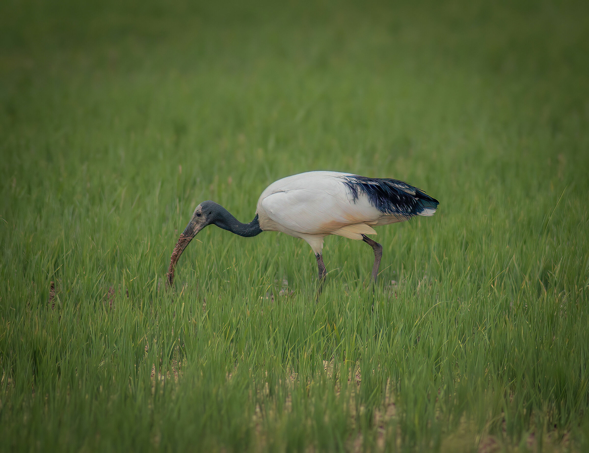 Ibis Sacro tra le risaie del parmense