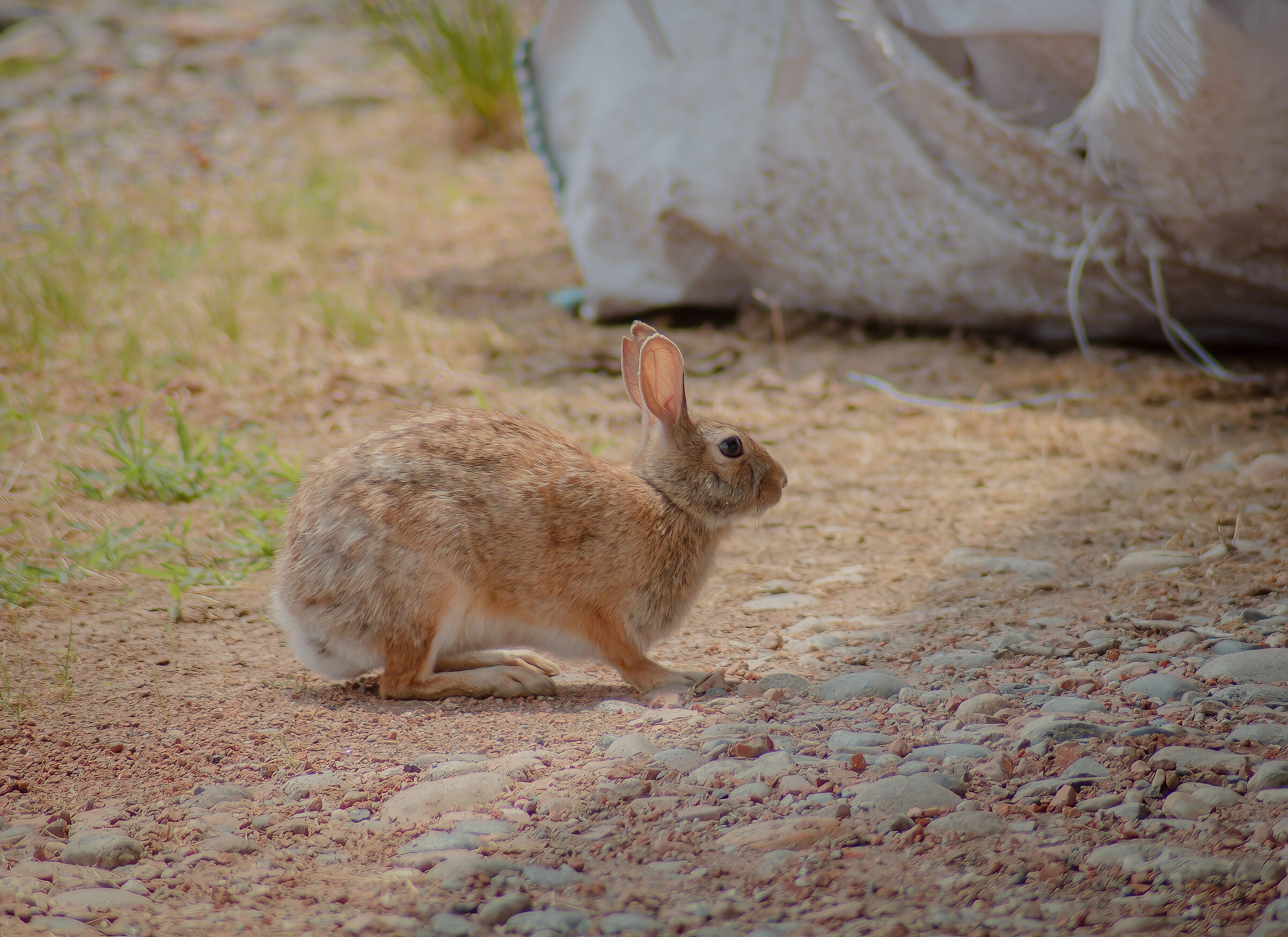 a young hare in Monferrato