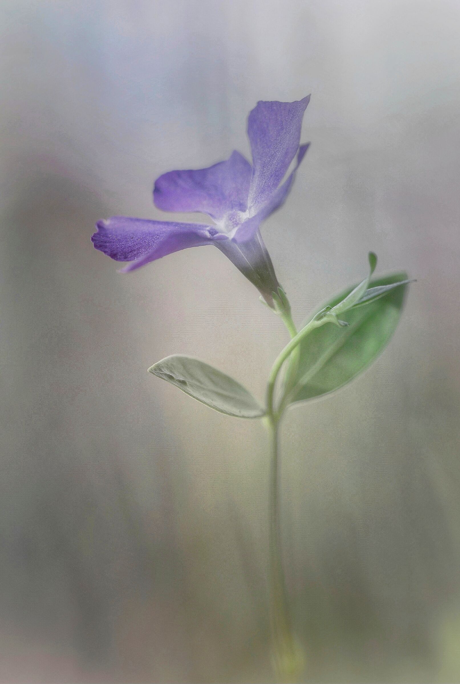 Periwinkle