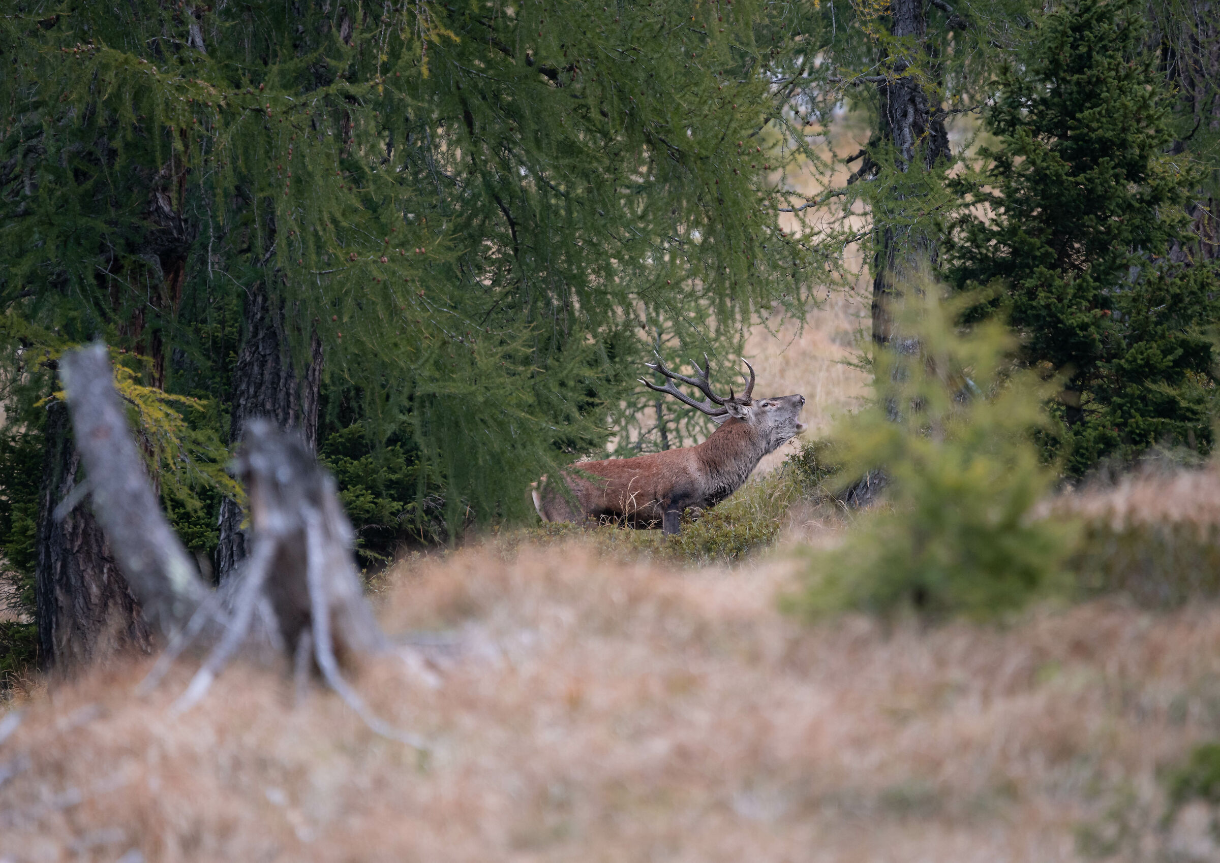 The sound of love. bramito