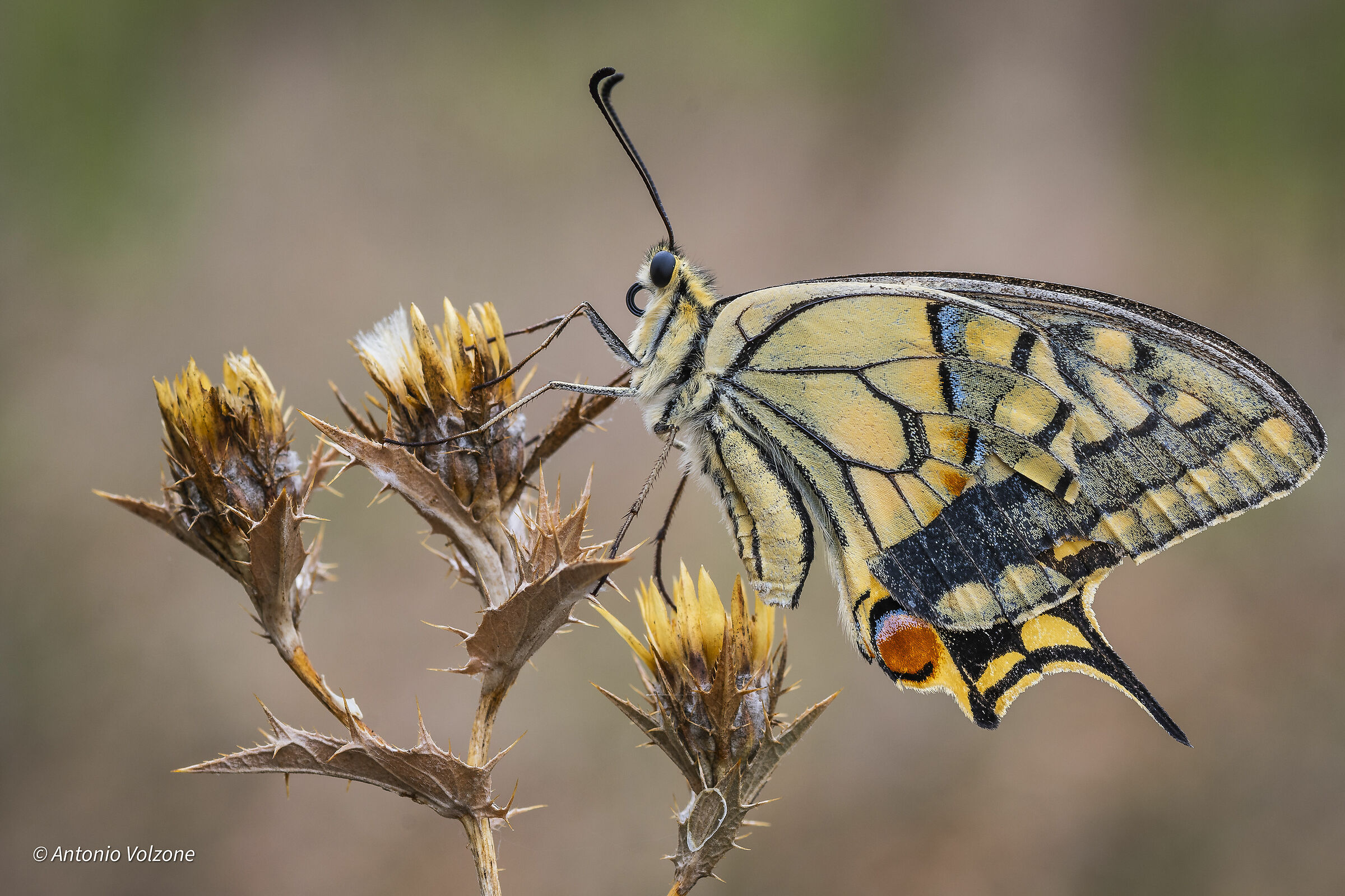 Lived Machaon