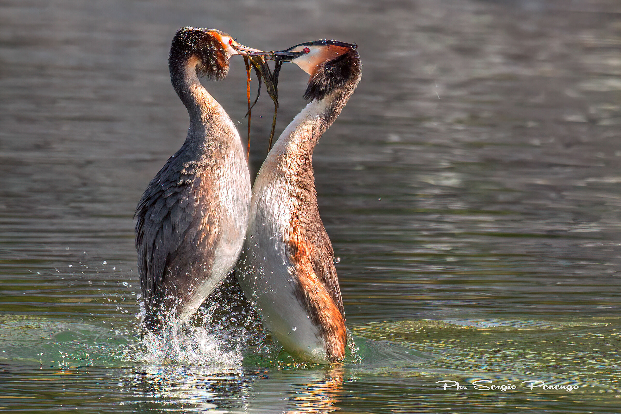 The Grebe Wedding Parade