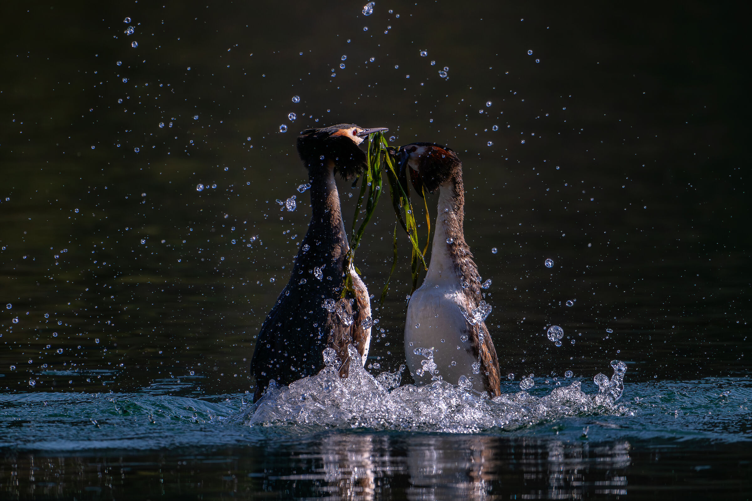 Grebes Gift Exchange