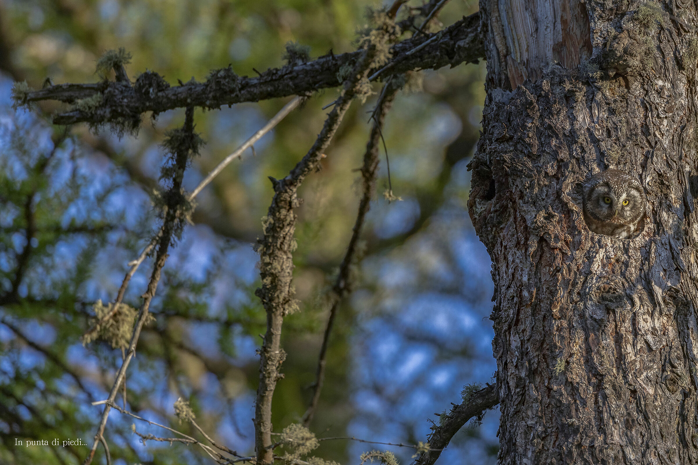 coucou -  you see me...