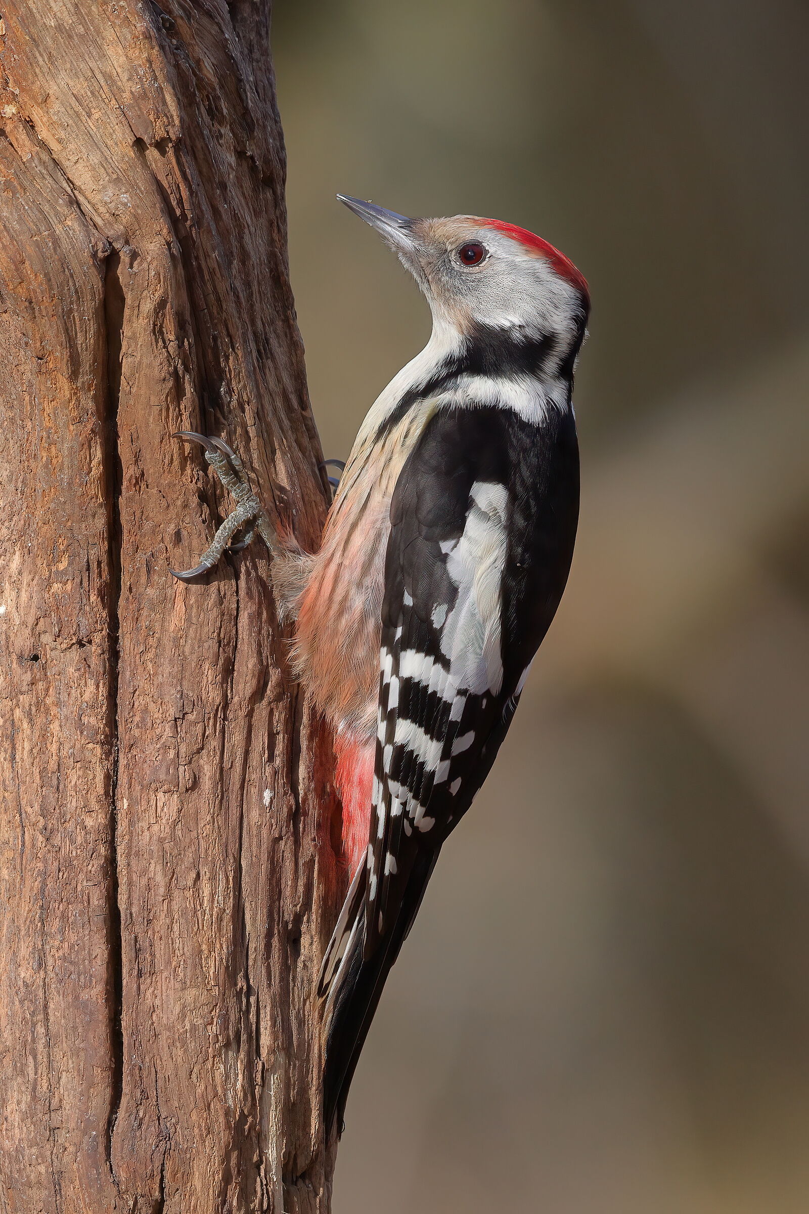 Middle spotted woodpecker