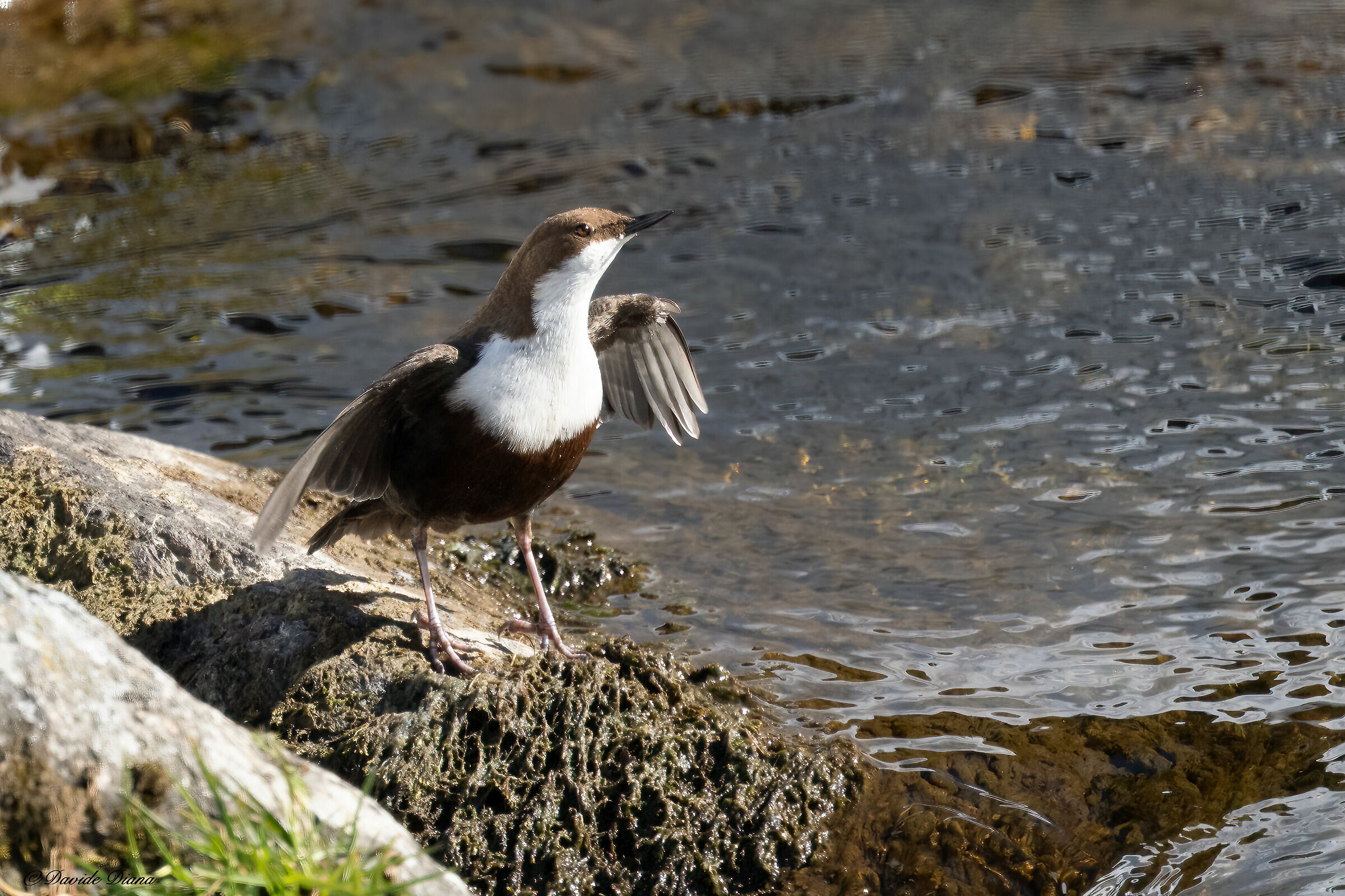 Dipper - Gran Paradiso National Park