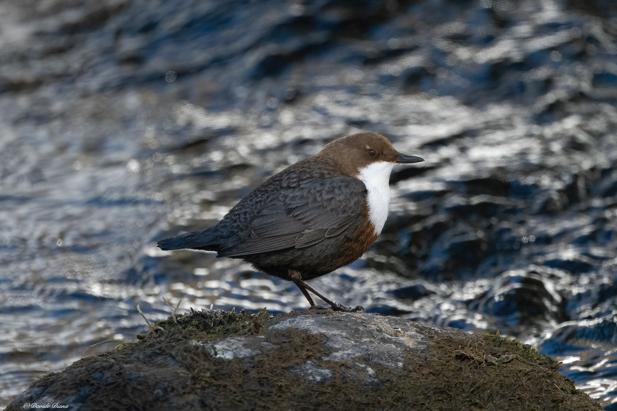 Dipper - Gran Paradiso National Park