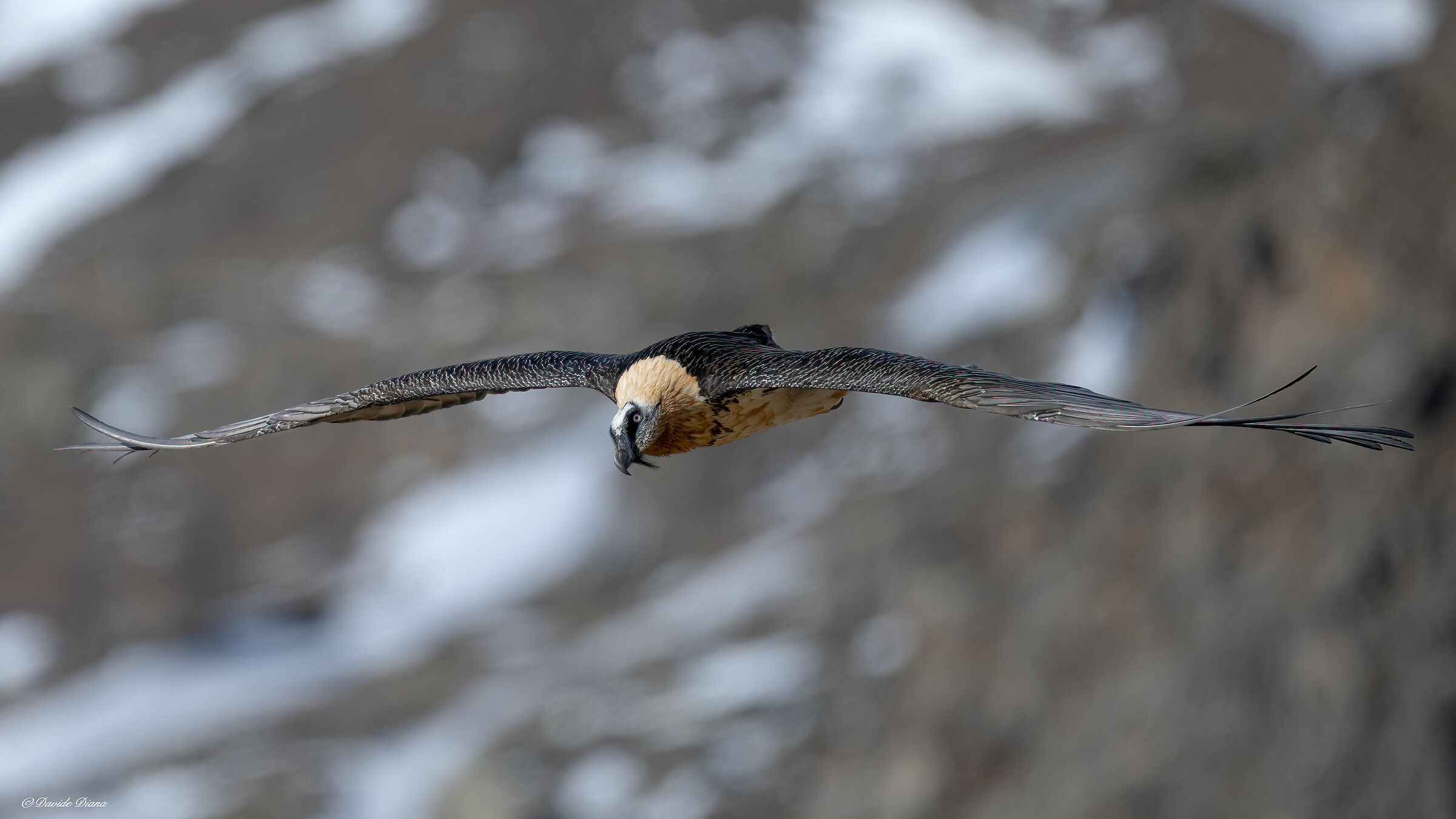 Gypaetus barbatus - Gran Paradiso National Park