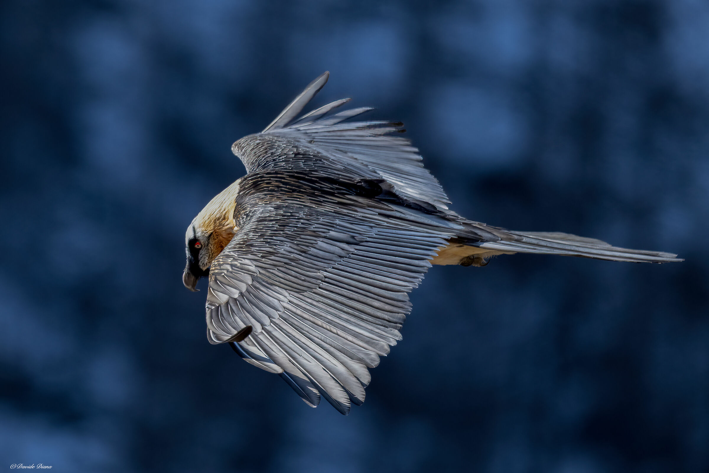 Gypaetus barbatus - Gran Paradiso National Park