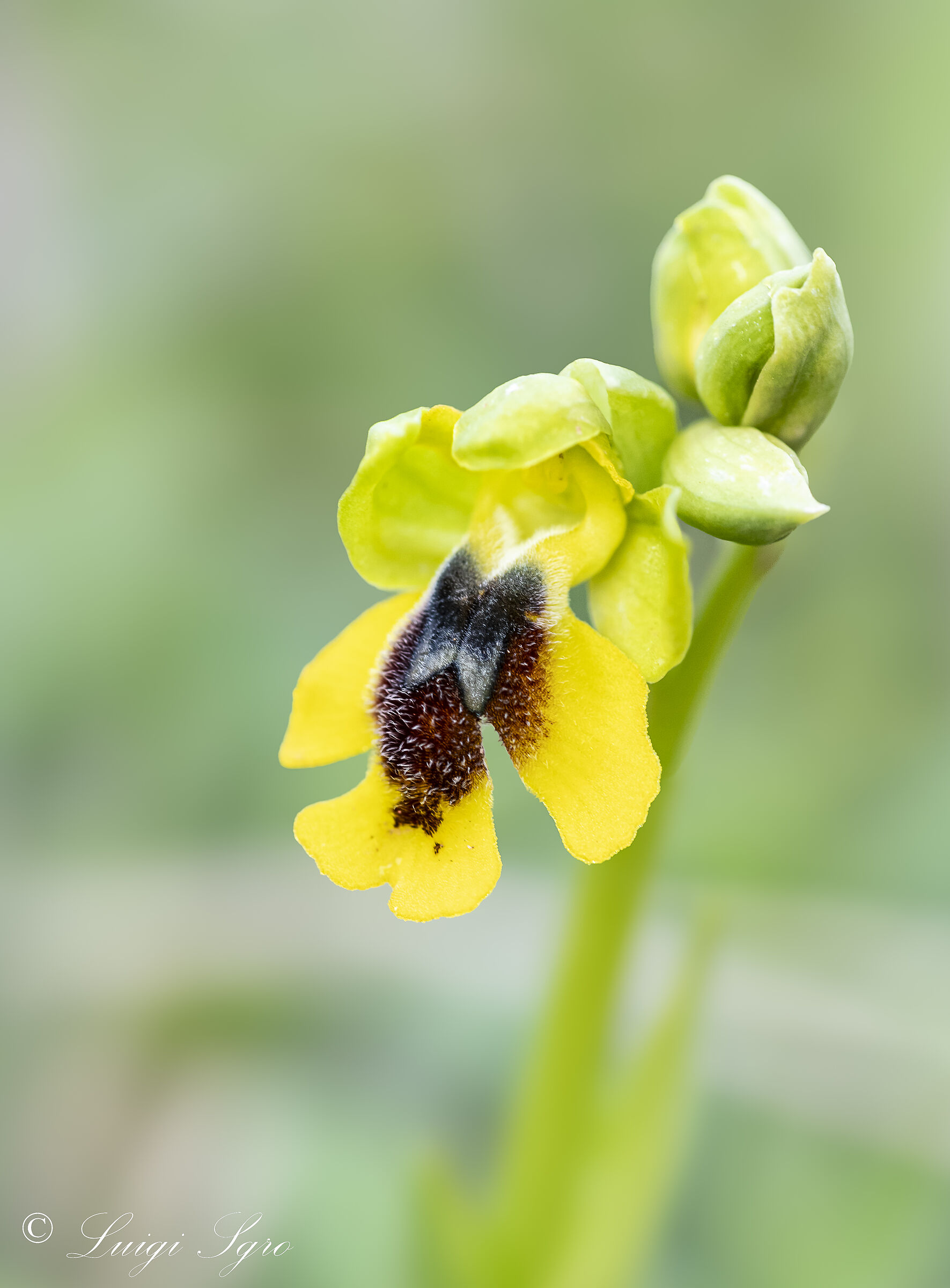 Ophrys Lutea
