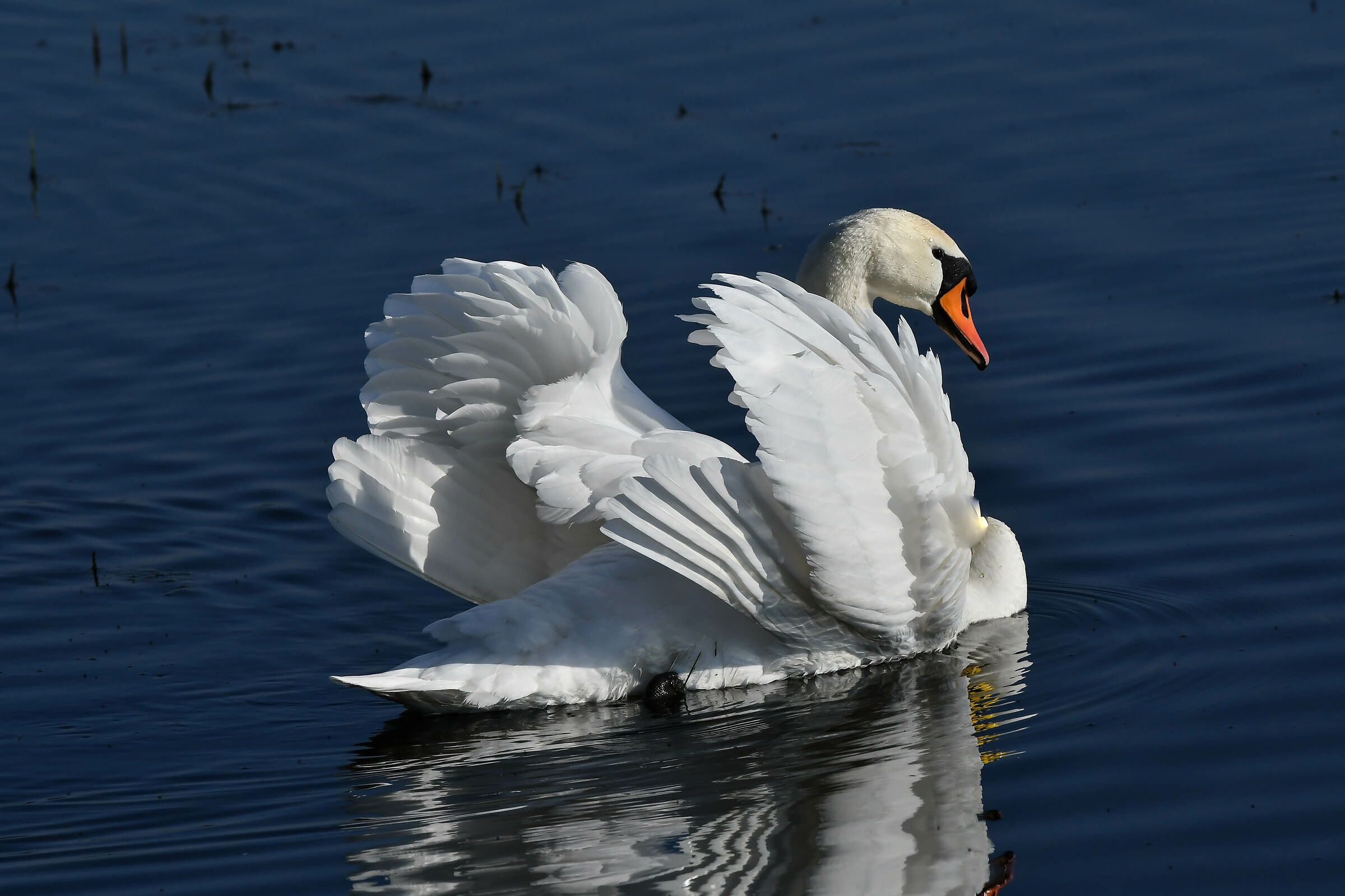 Mazovia, 8 marzo 2024 a