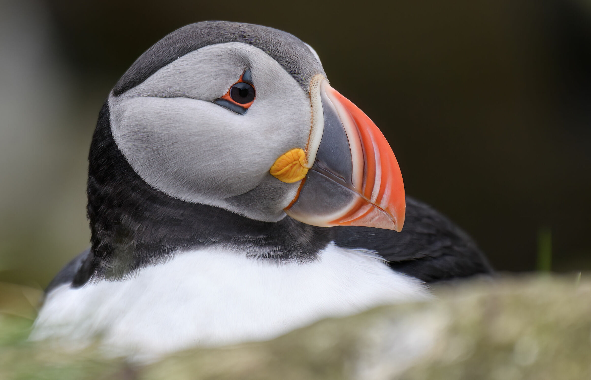 Puffin