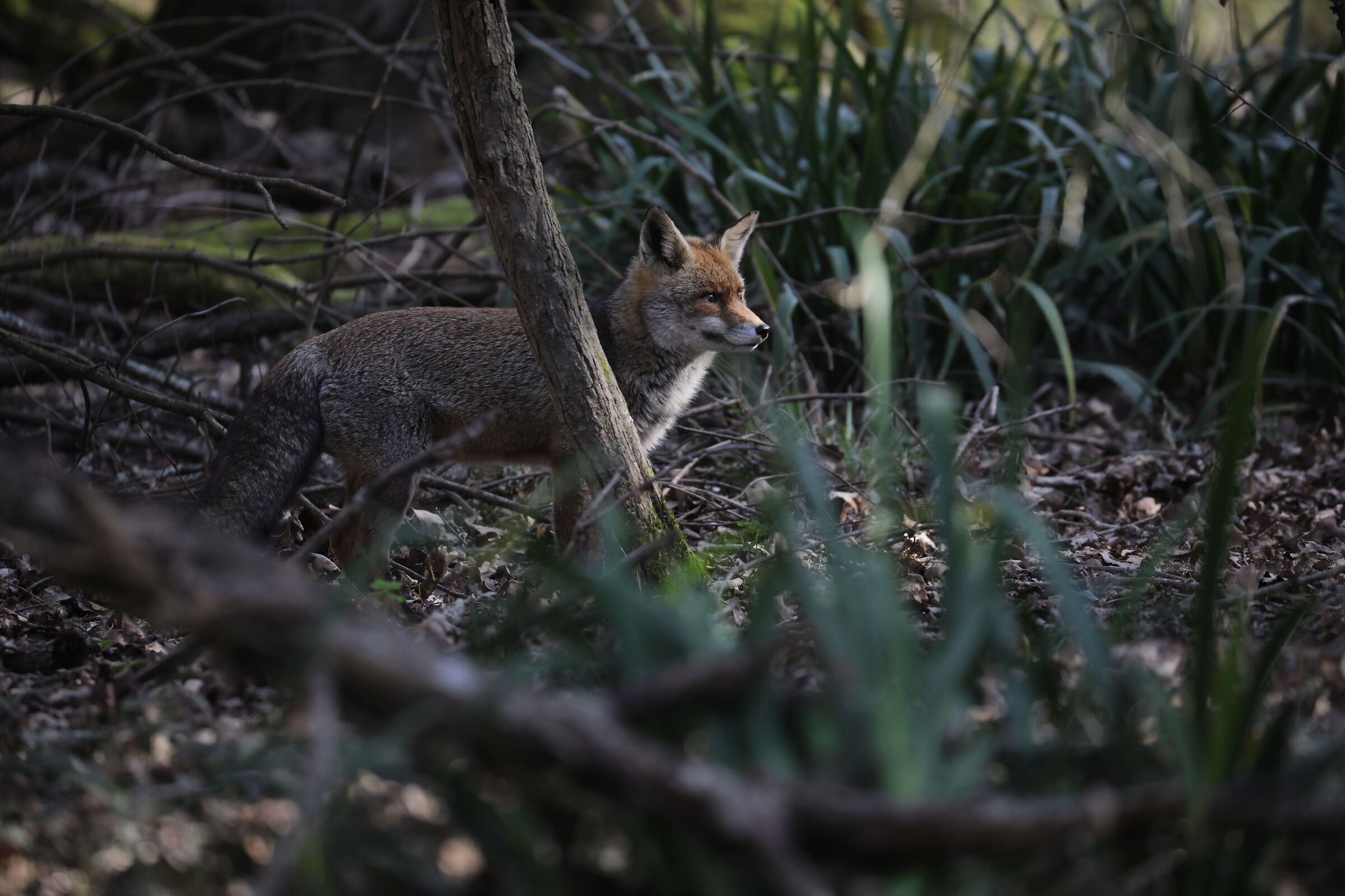Incontro inaspettato presso la tenuta di San Rossore