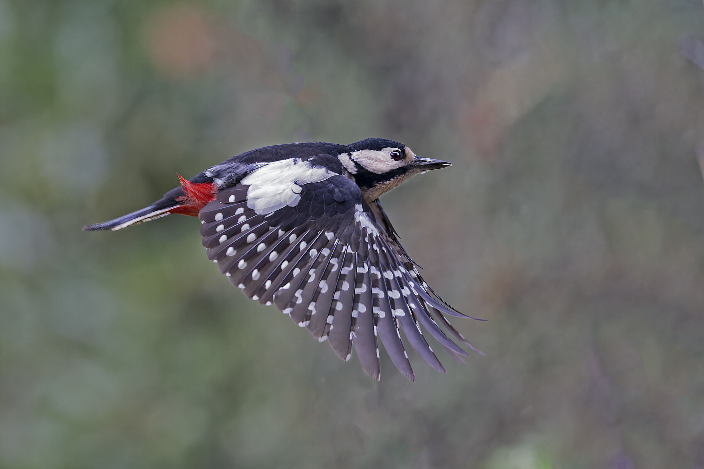 Great spotted woodpecker