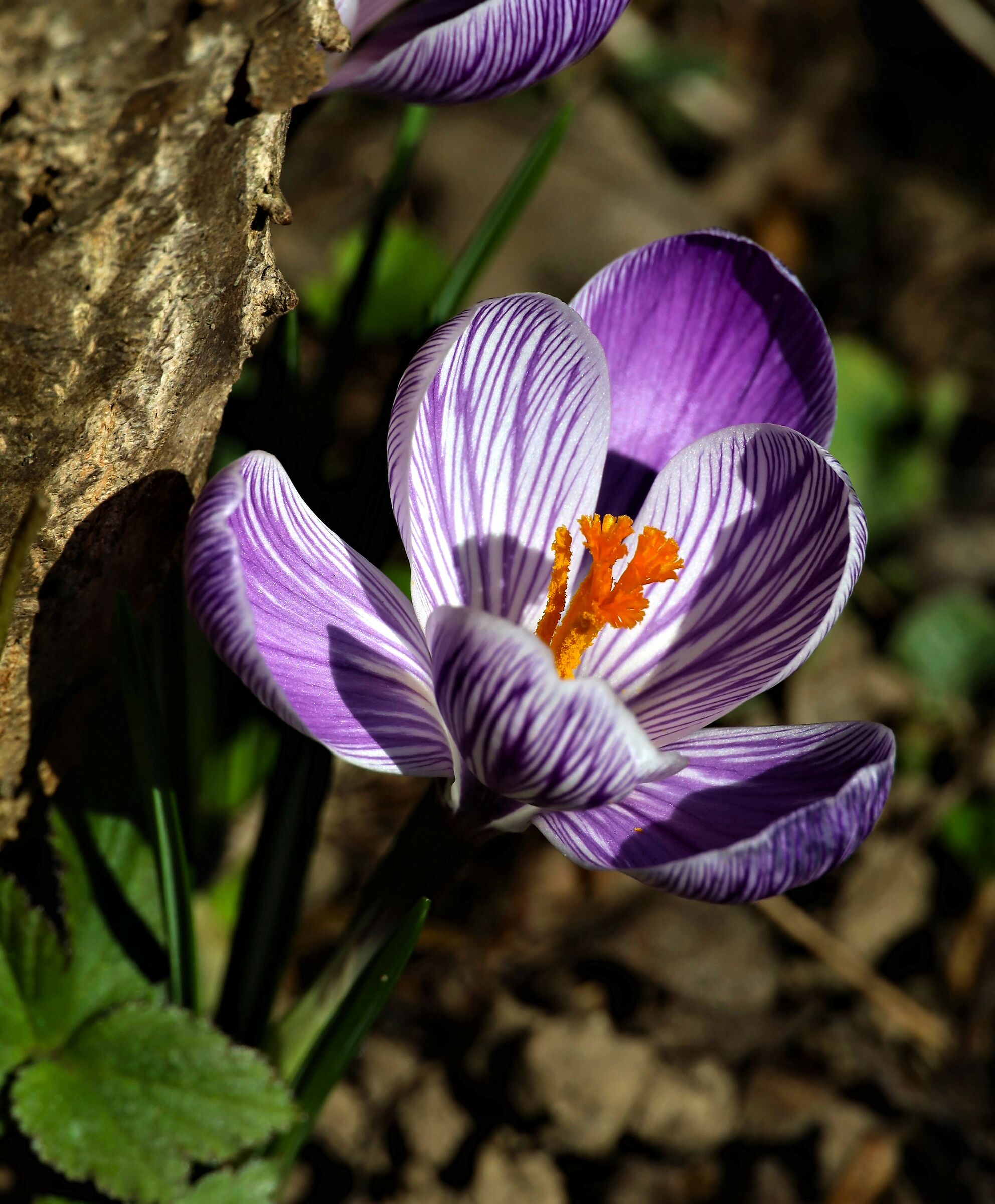 Crocus