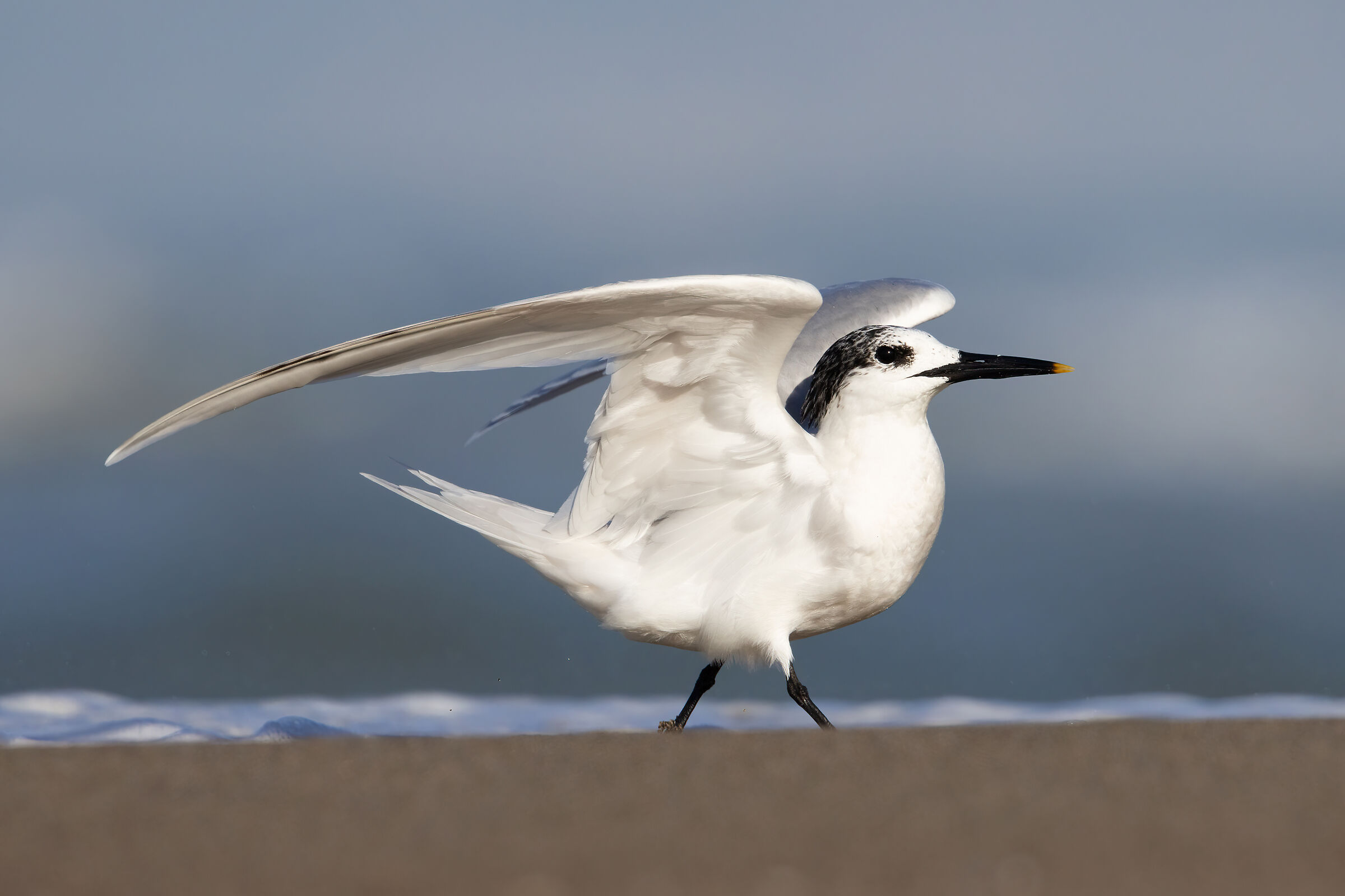 Walking on the beach, il Beccapesci