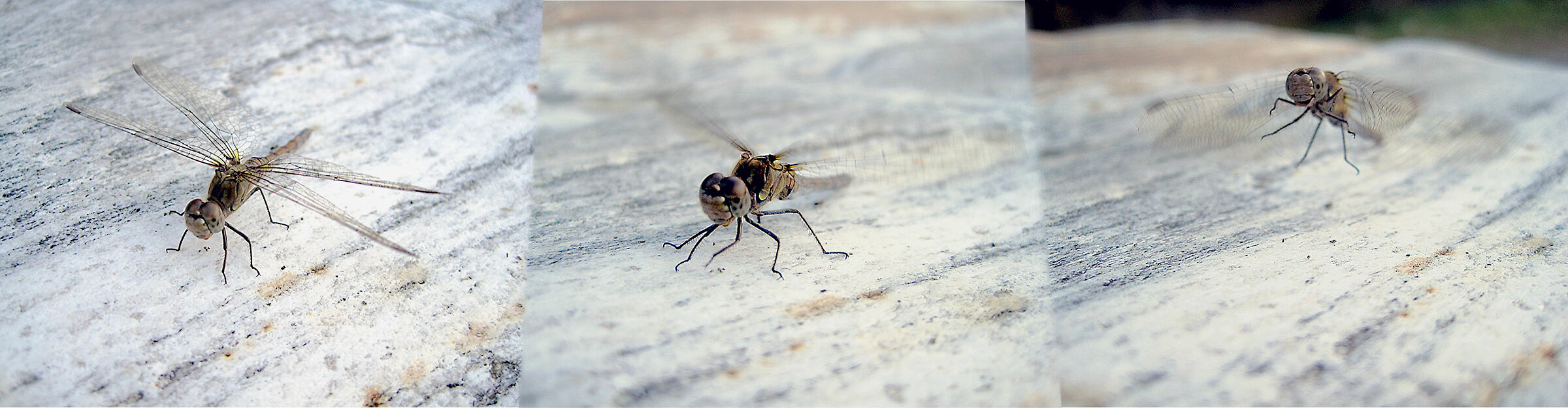 Riposo-Riscaldamento-Decollo