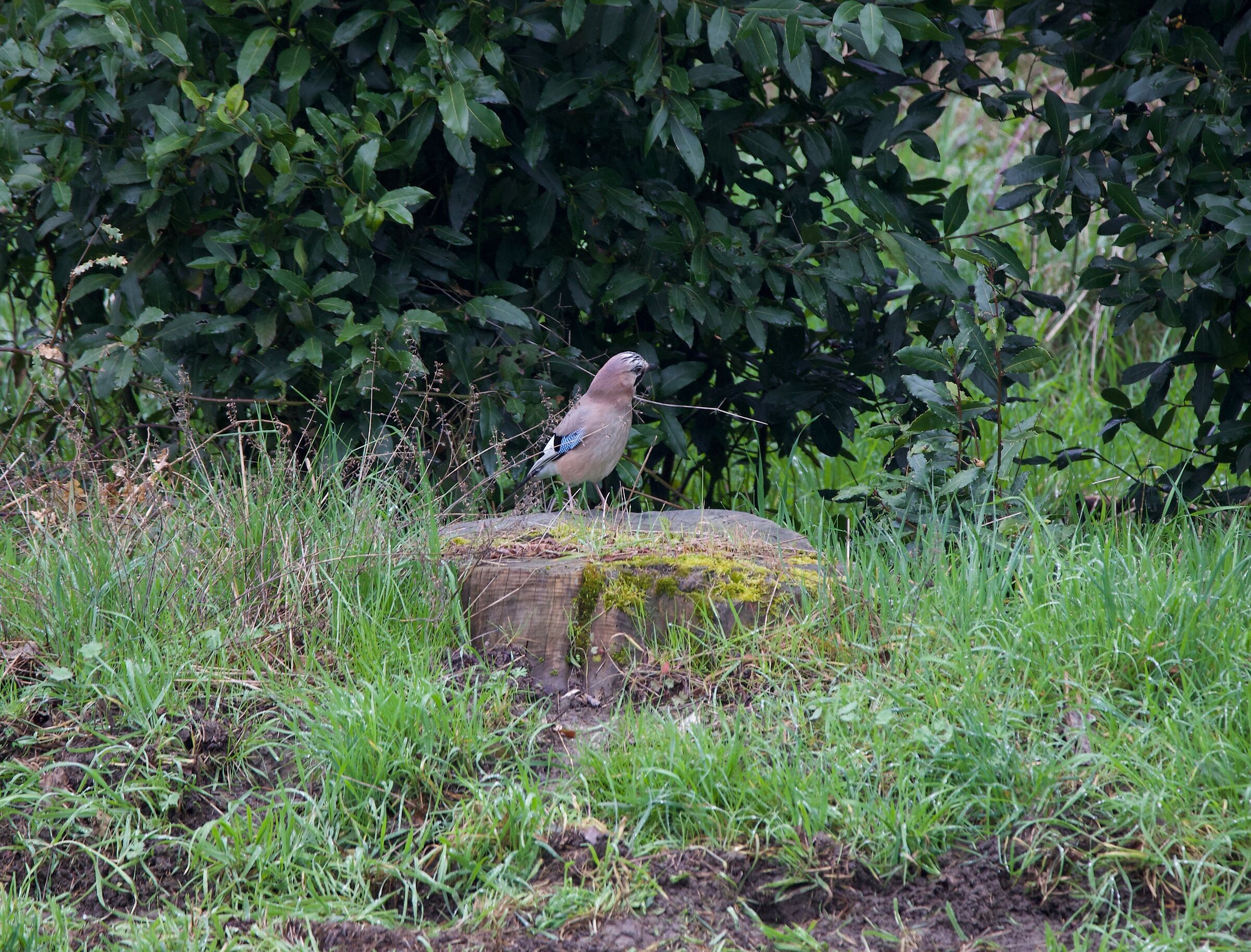 il buongiorno si vede dal mattino.