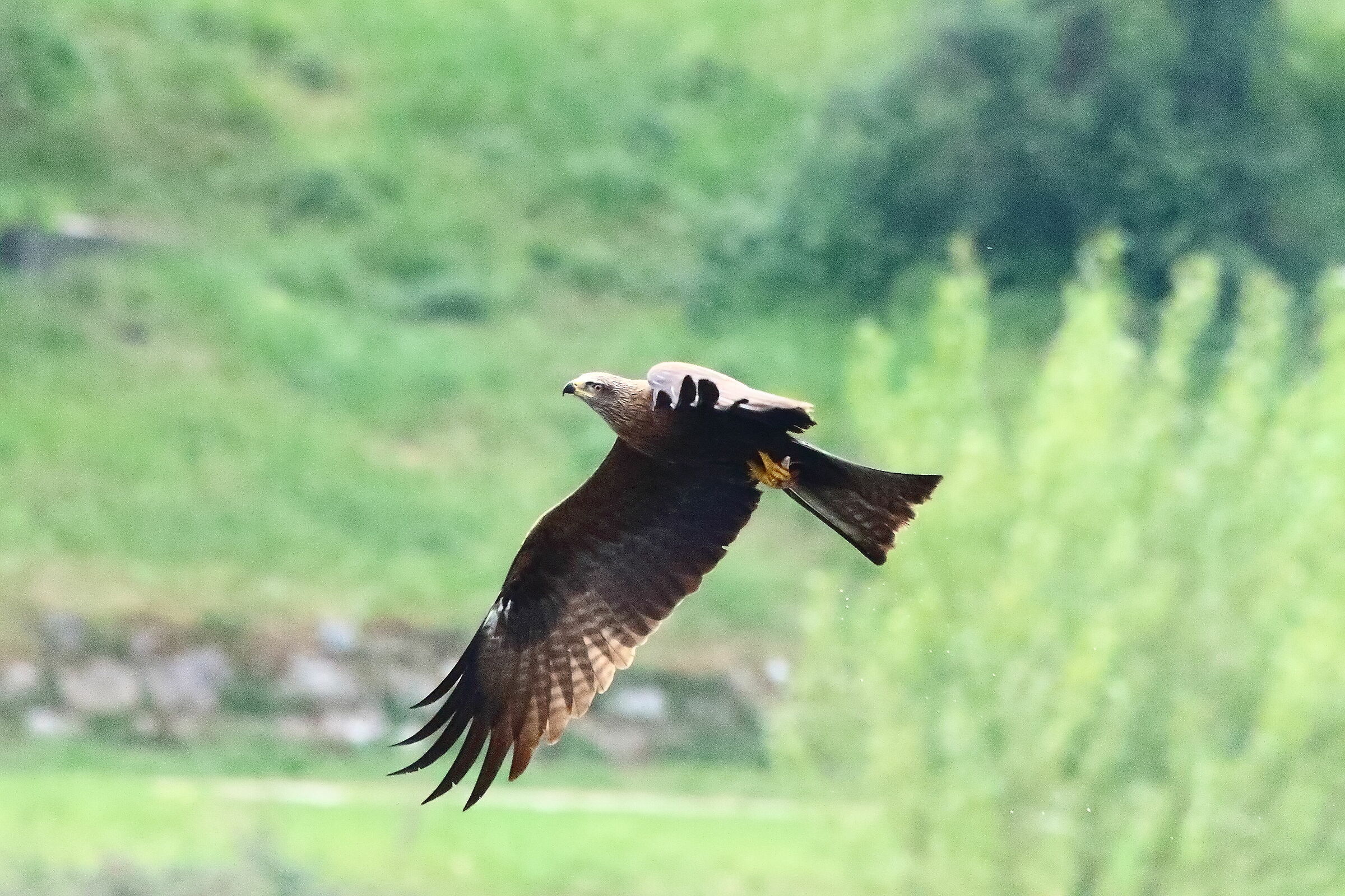 Black Kite 28 April 2021 - 0231