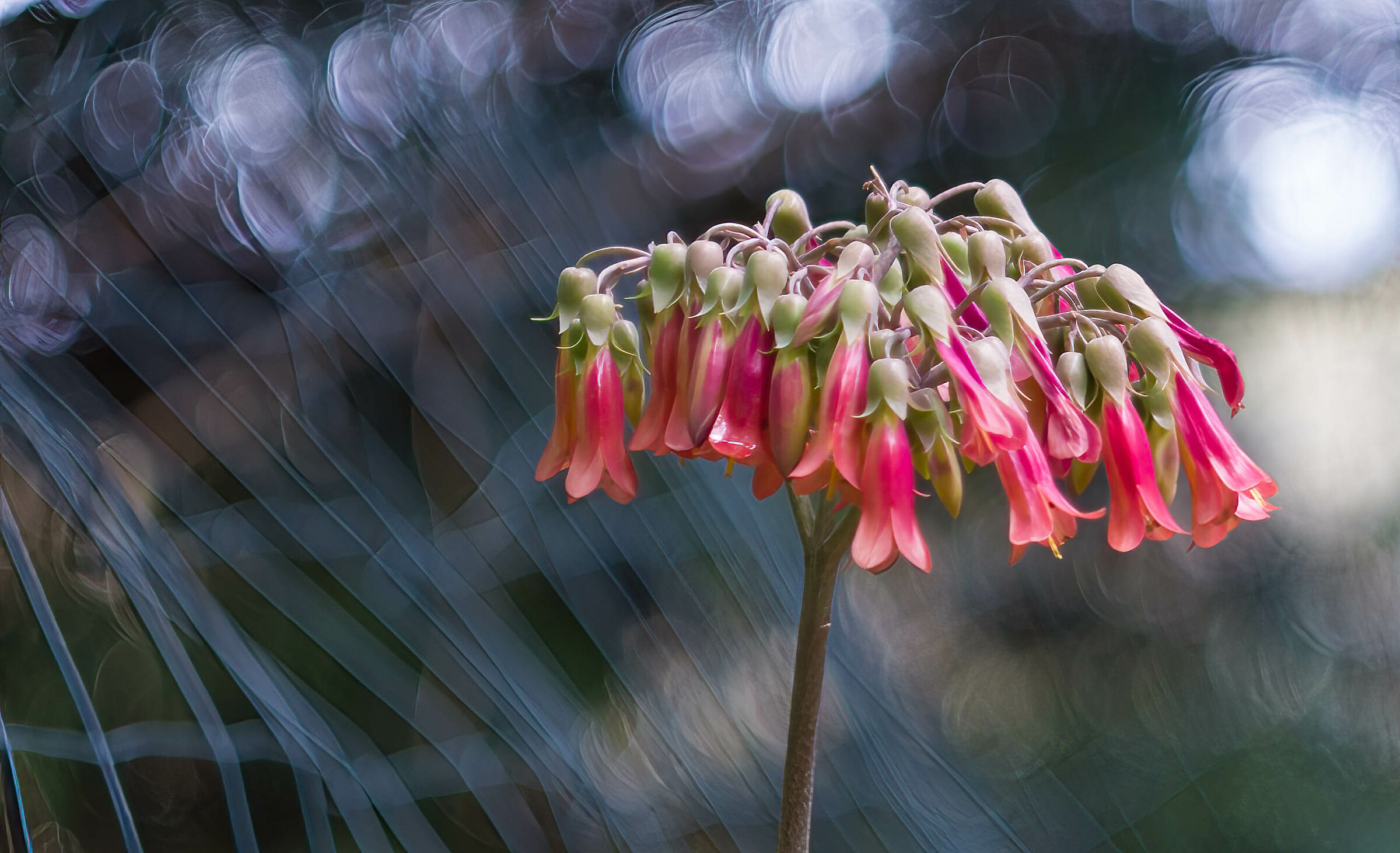 Kalanchoe delagoensis