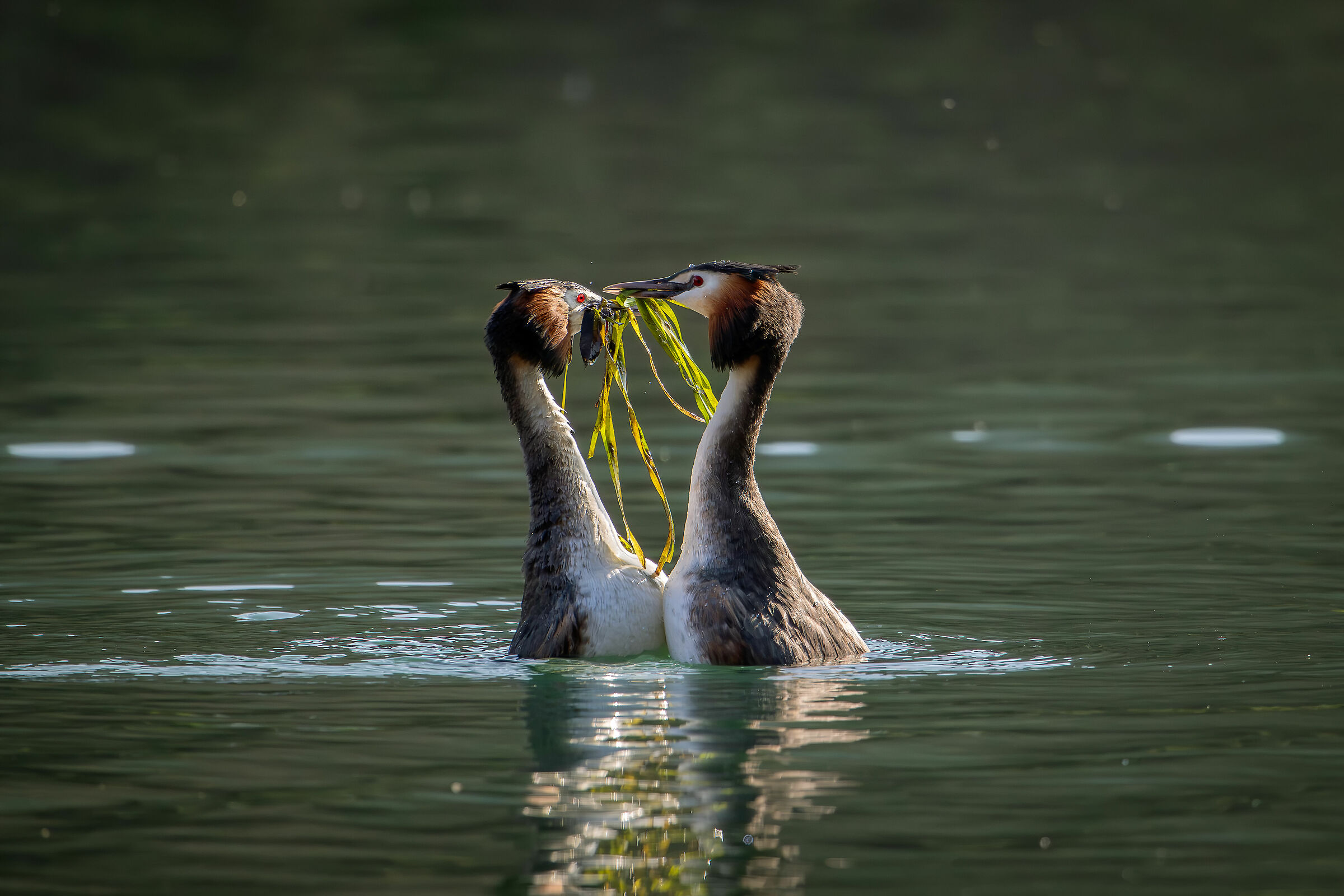 Grebes
