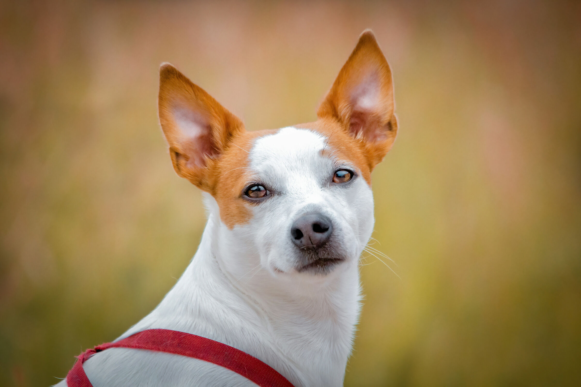 Il mio cane in posa . cucciolo pensieroso in ritratto