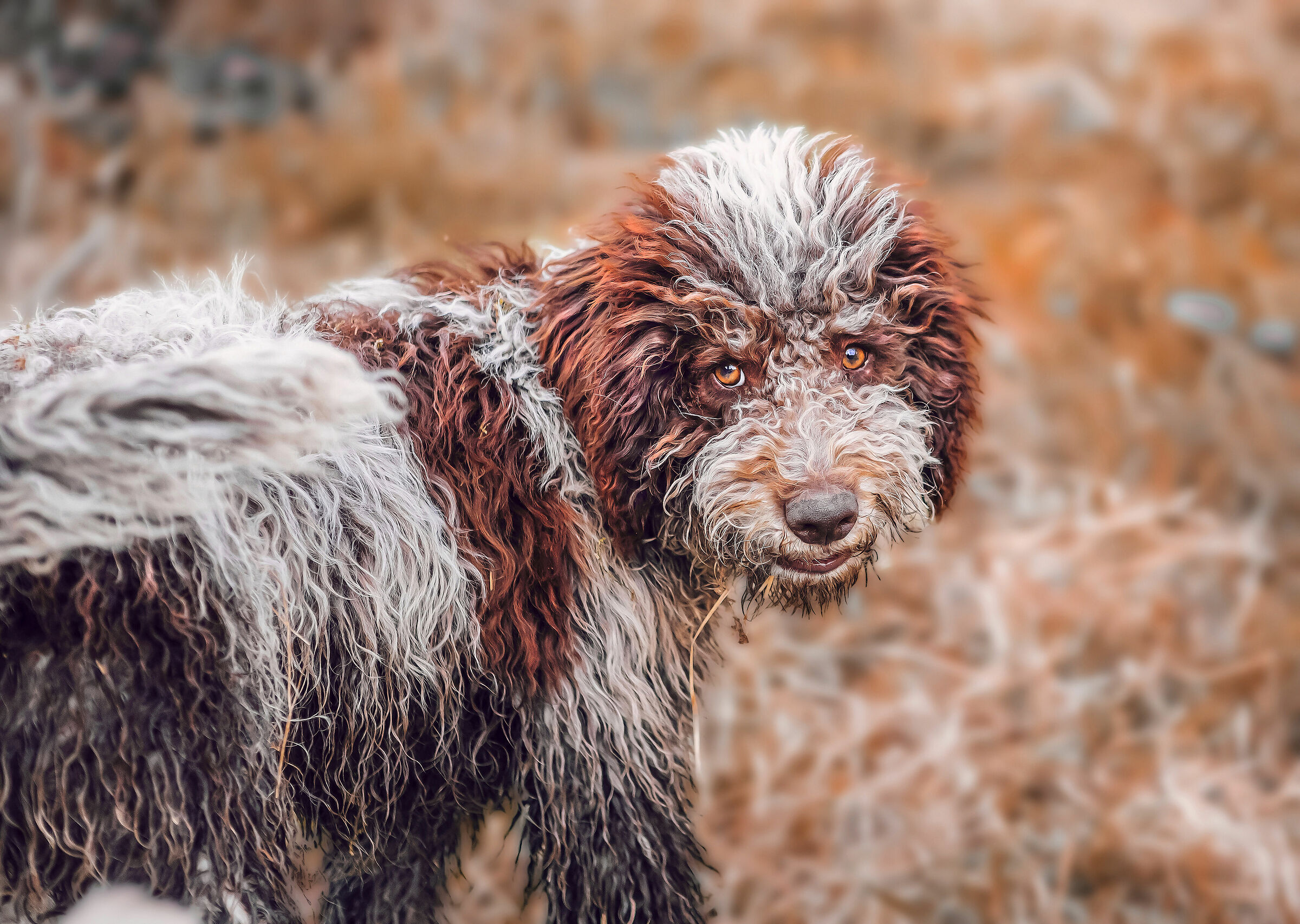 Lagotto Romagnolo. lo sguardo dell' innocenza
