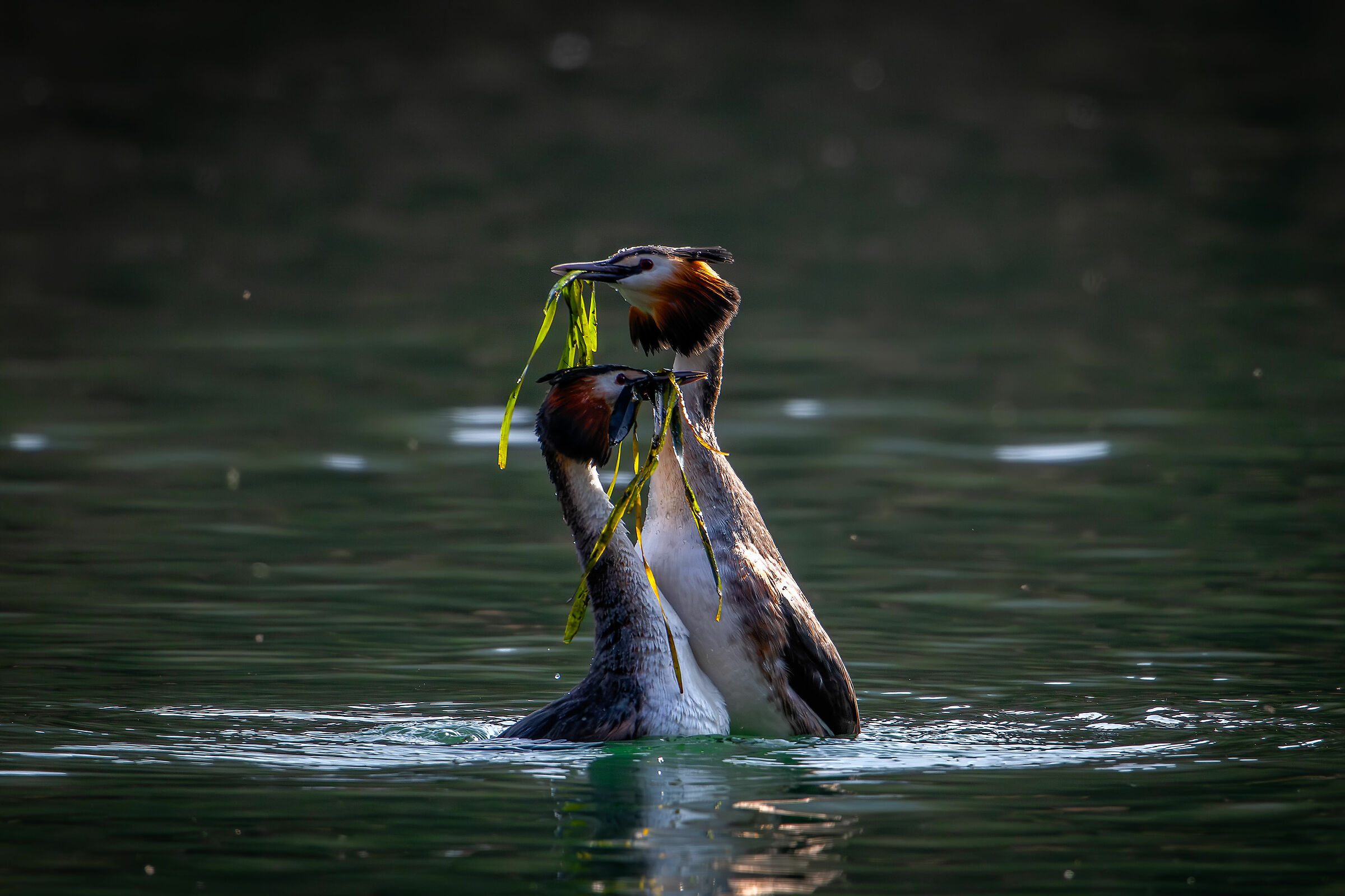 Grebes