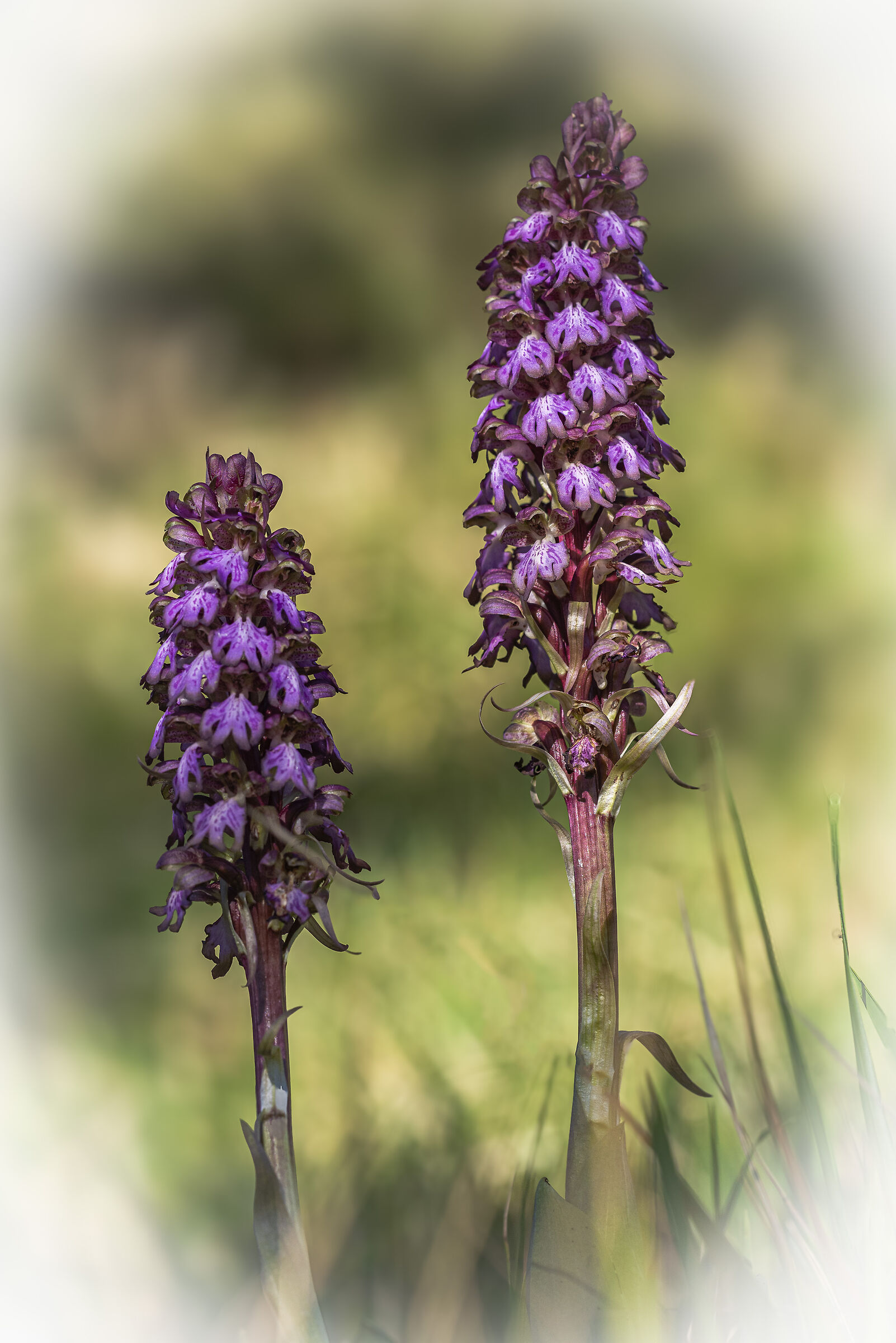 Barlia in fioritura completa