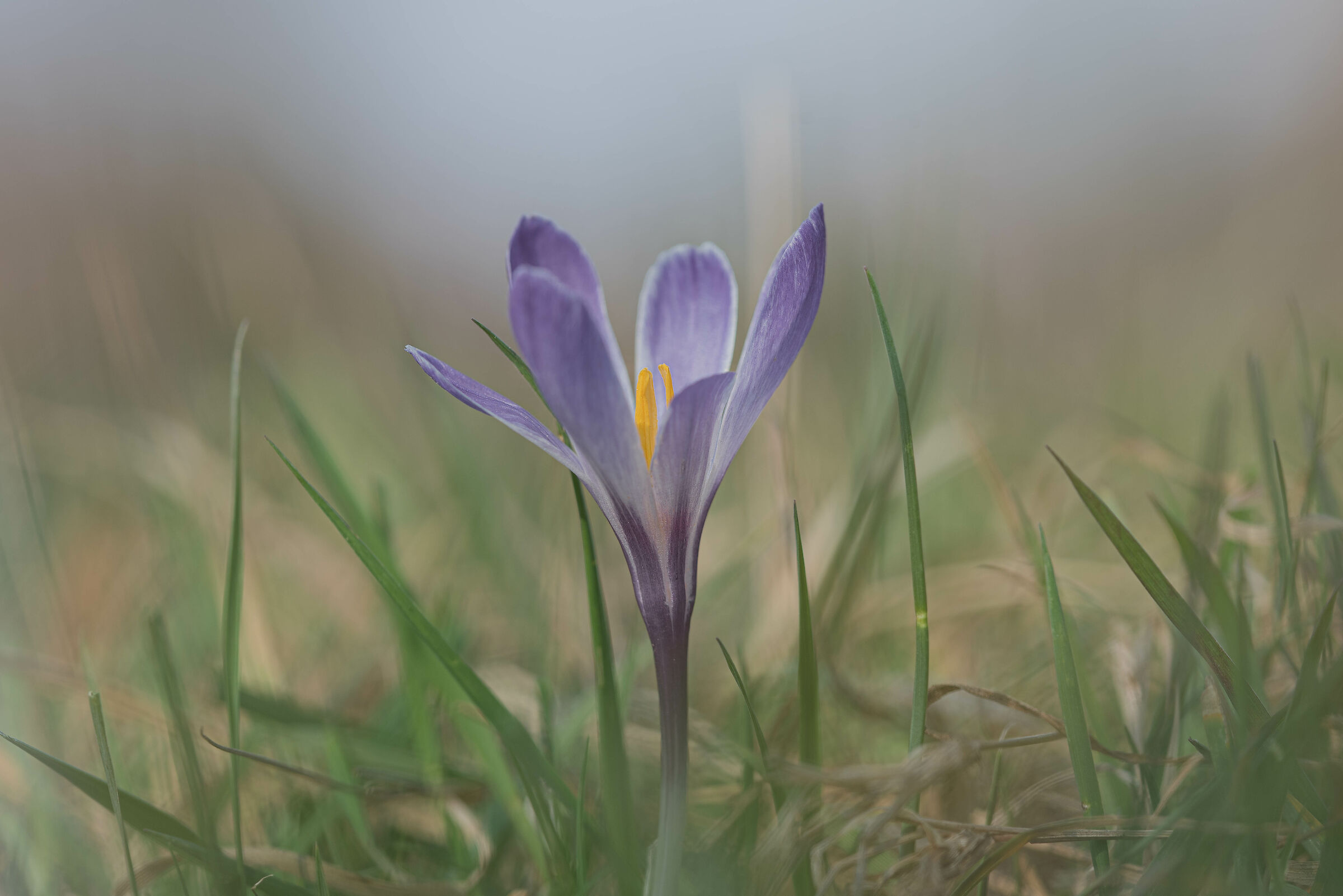 Crocus