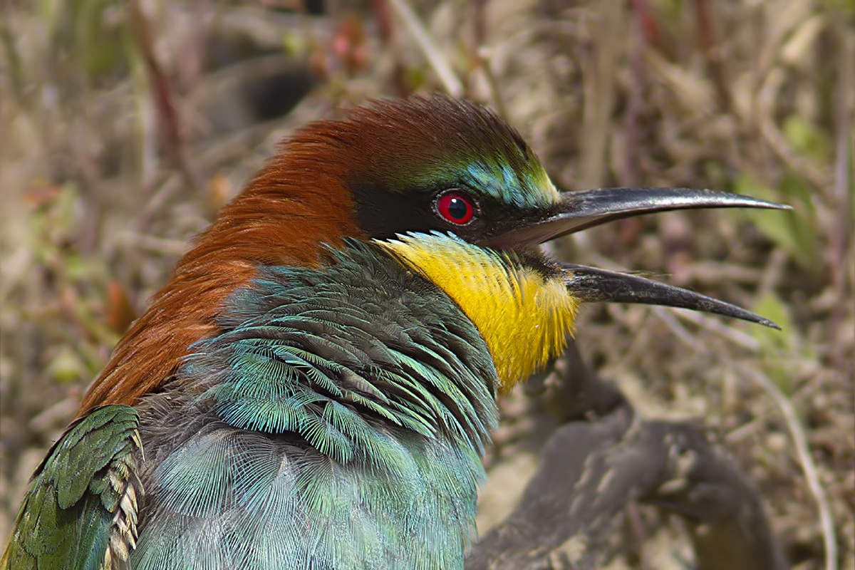 bee-eater