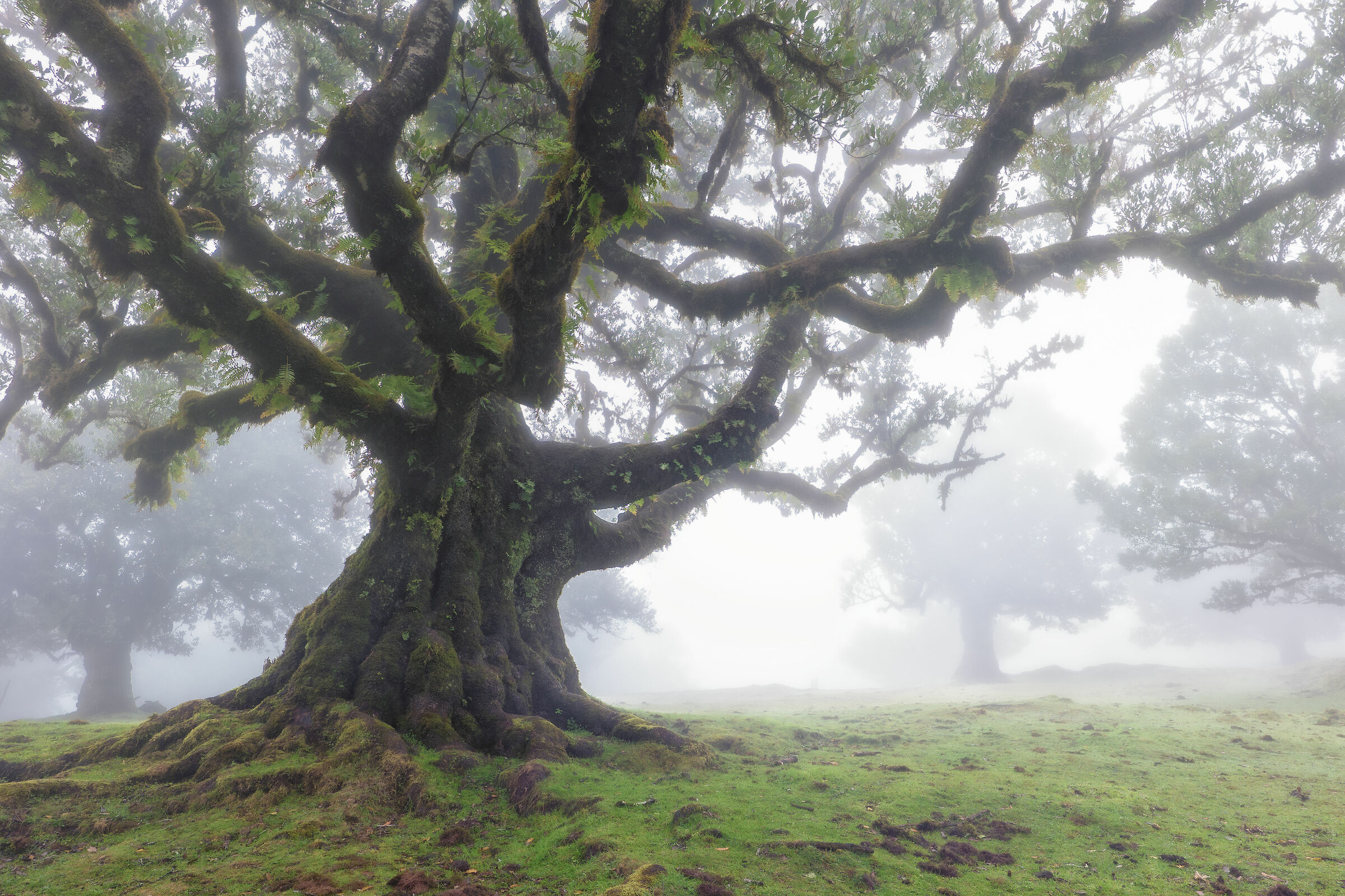 Fanal La foresta incantata