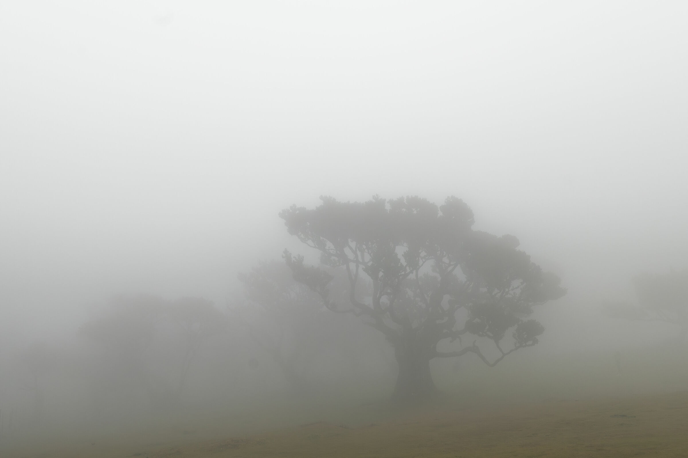Fanal La foresta incantata