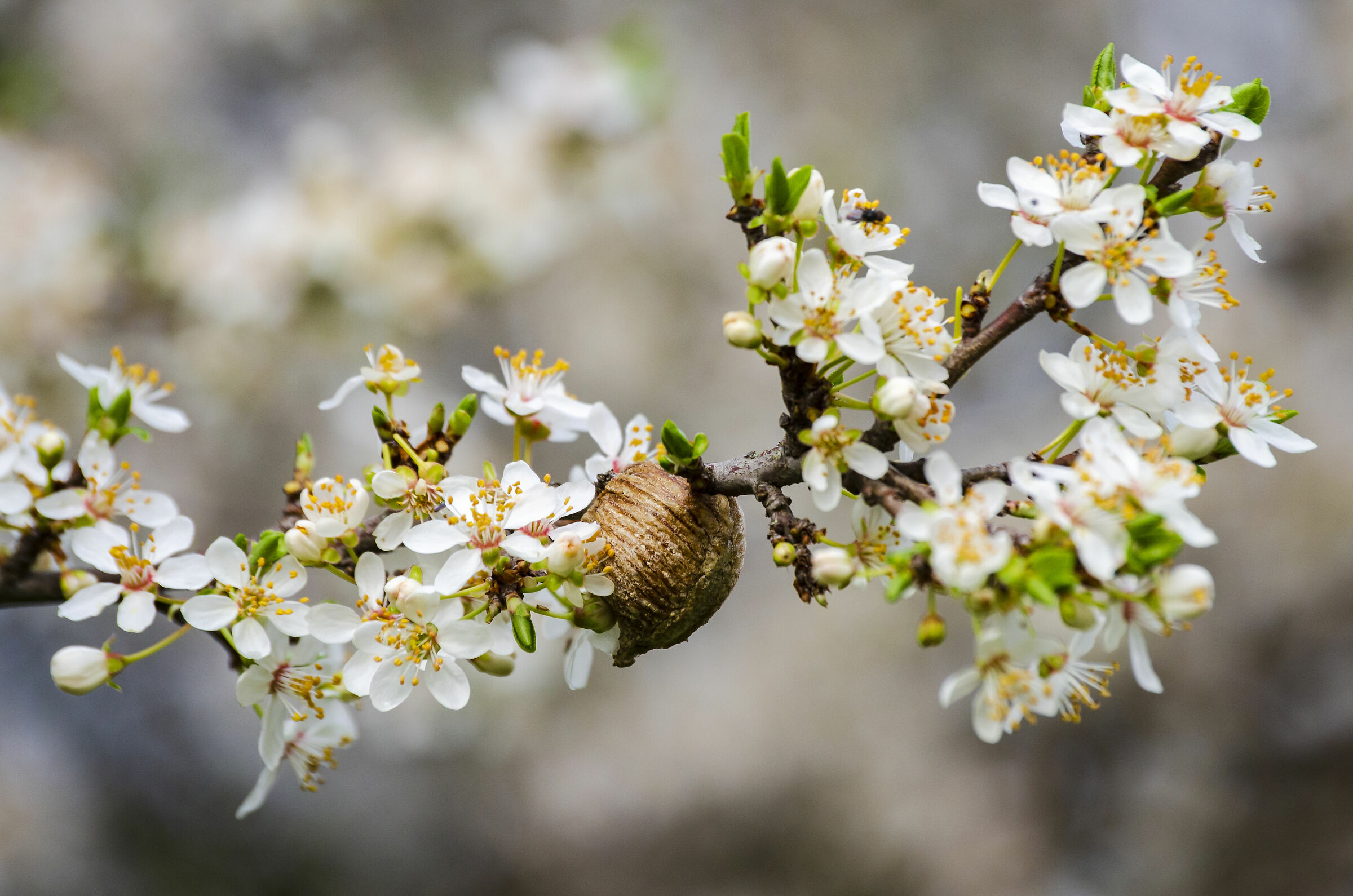 The cradle among the flowers