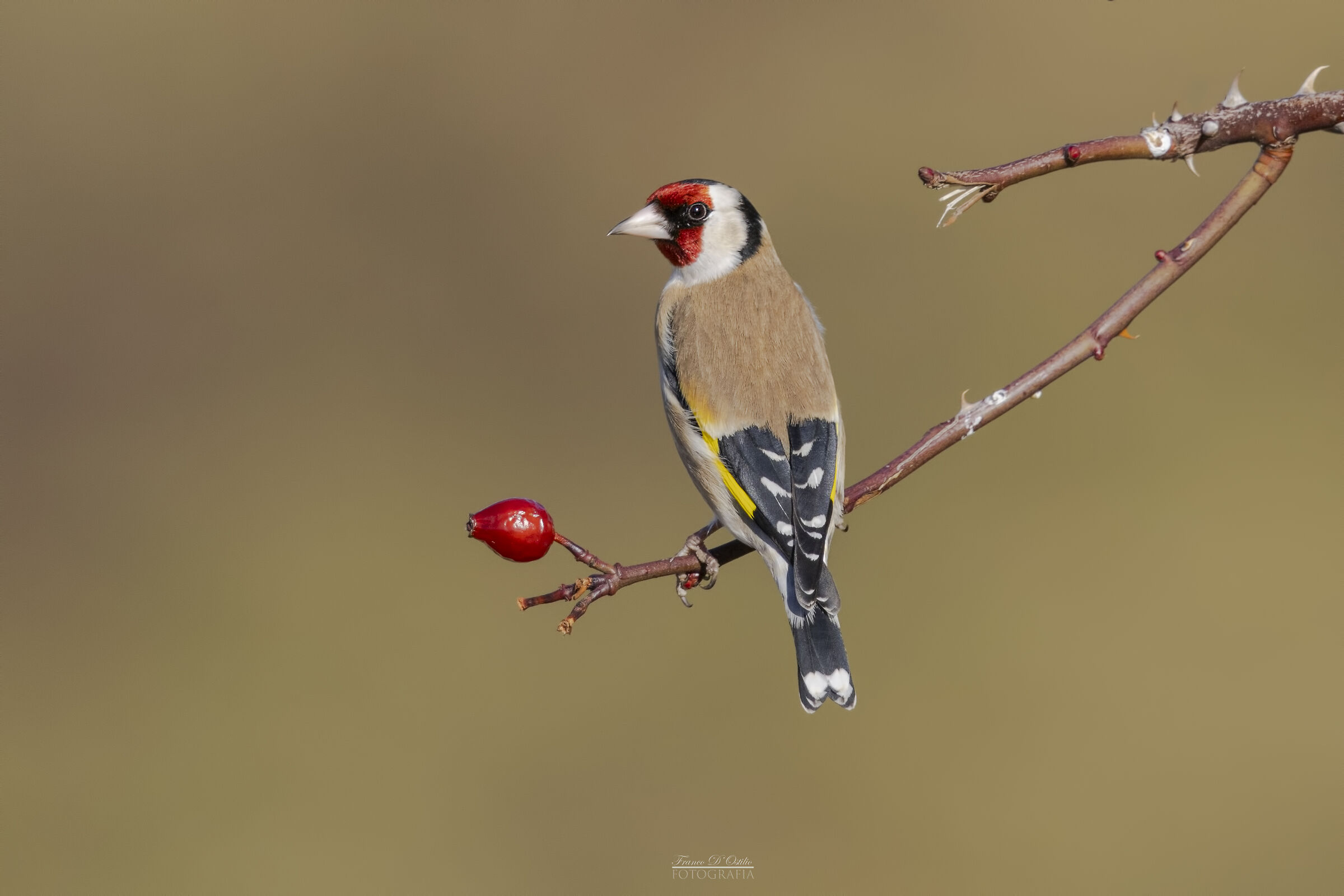 Cardellino
