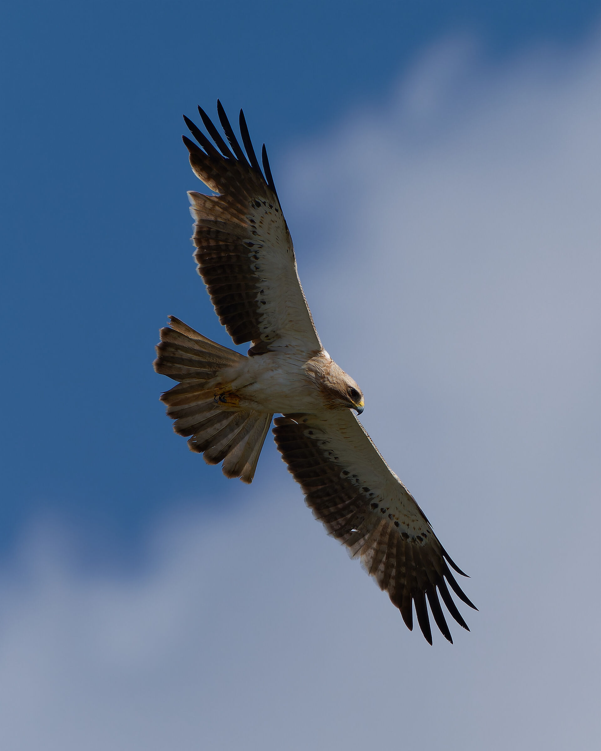 Aquila minore , morfismo chiaro .