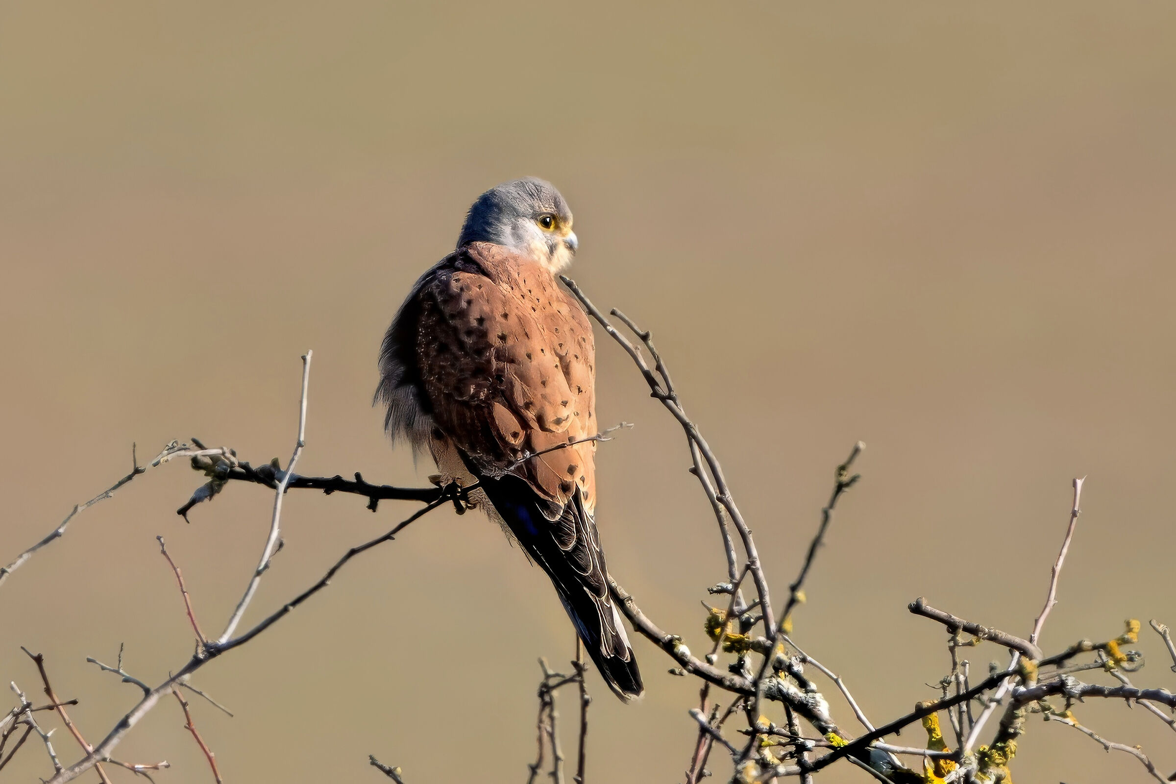 Kestrel (Falco tinnunculus)