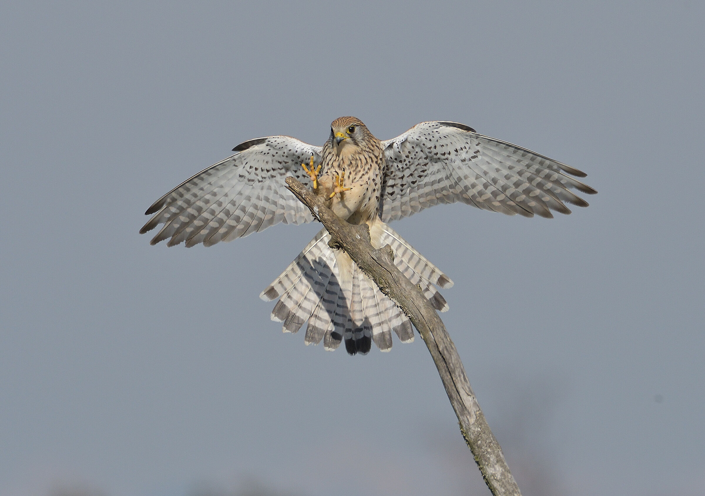 Kestrel..