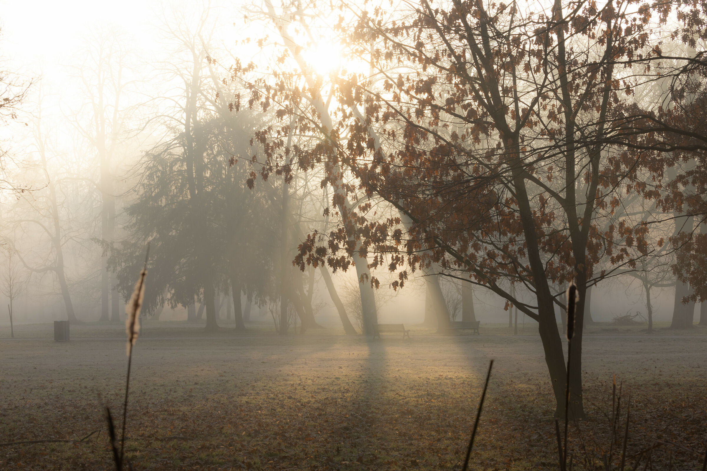 Parco di Monza all'alba