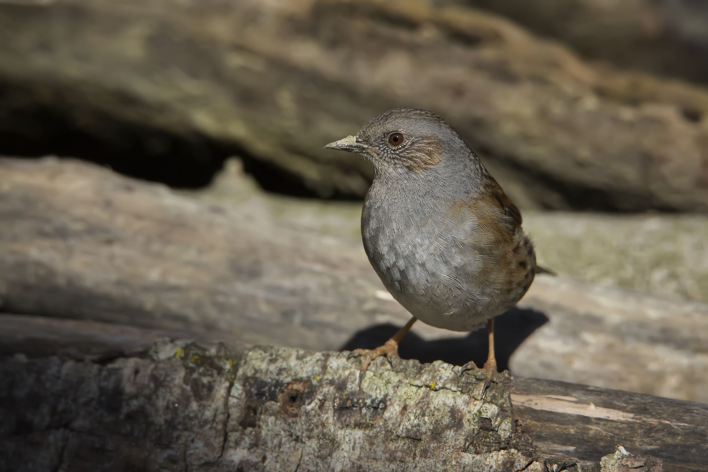 Scopaiola tra i tronchi