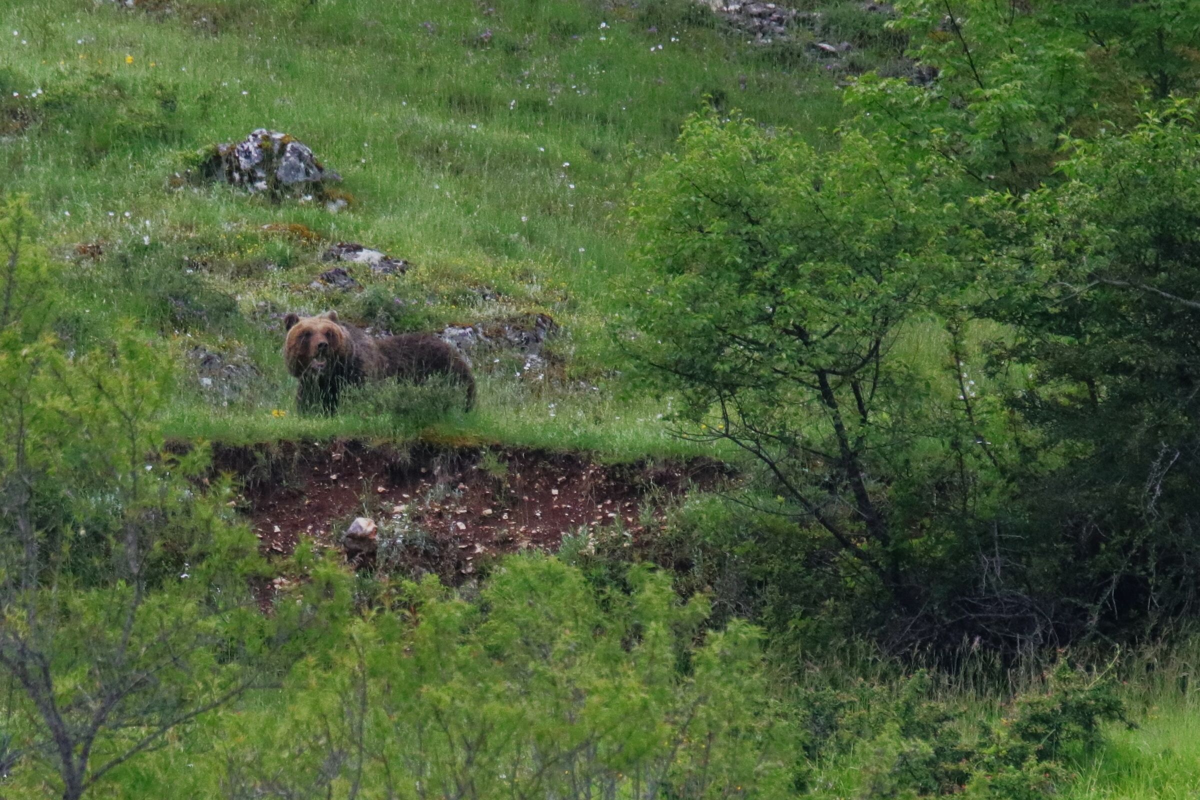 Orso Marsicano (Amarena)