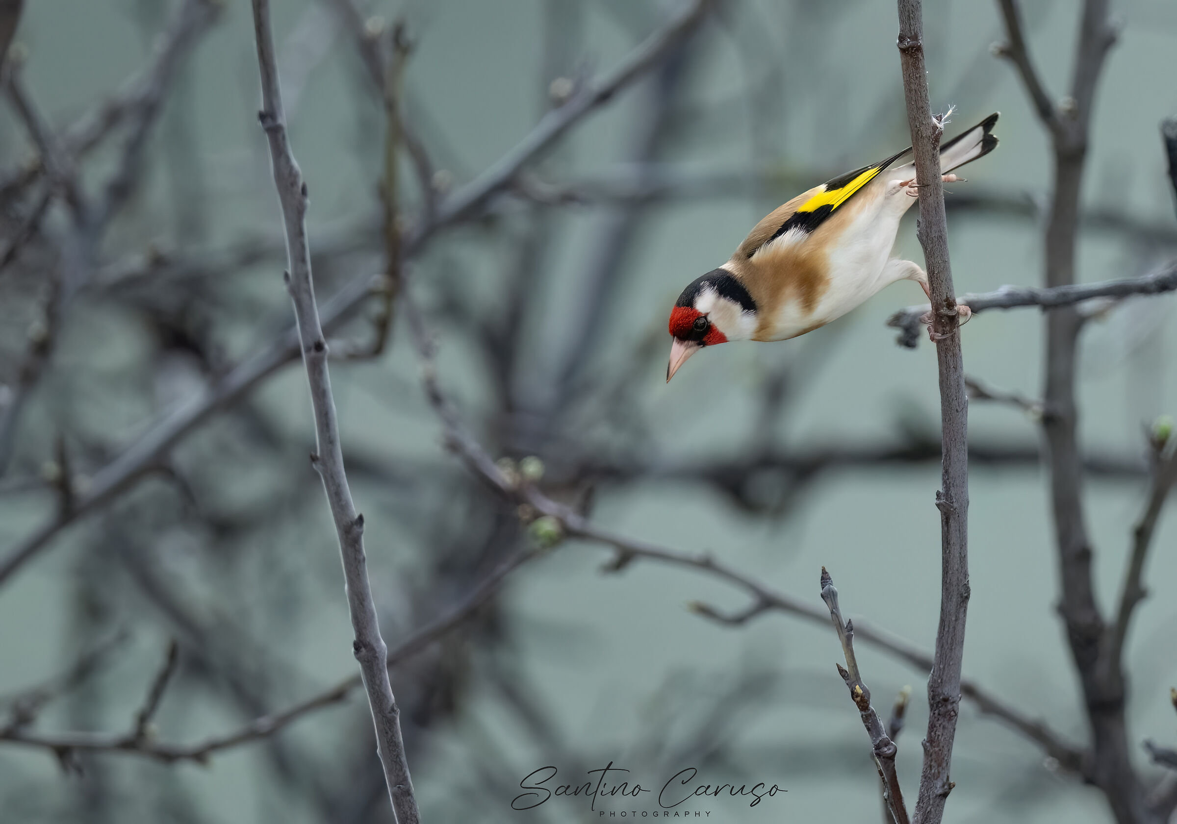 Goldfinch 3